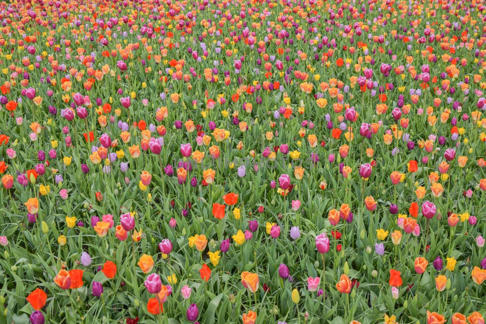 Multicolored tulip background in a park of Holland