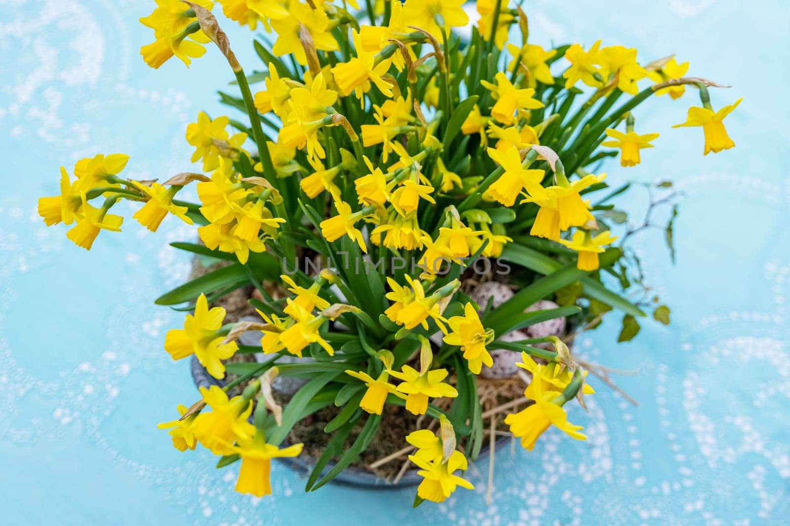 Daffodils with bulbs in a large pot with eggs for Easter