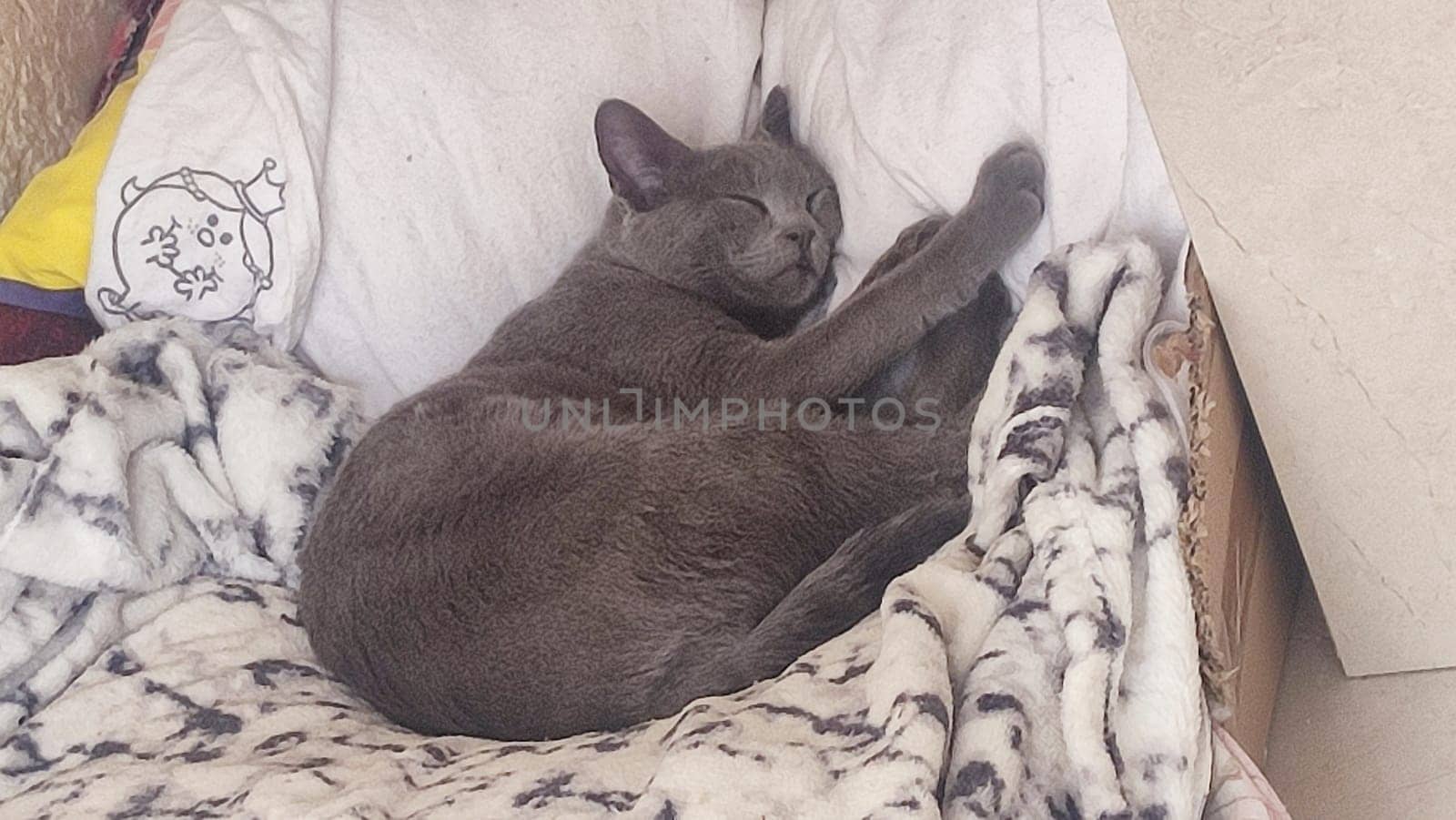gray cat sleeps on a blanket, pets, animal. High quality photo