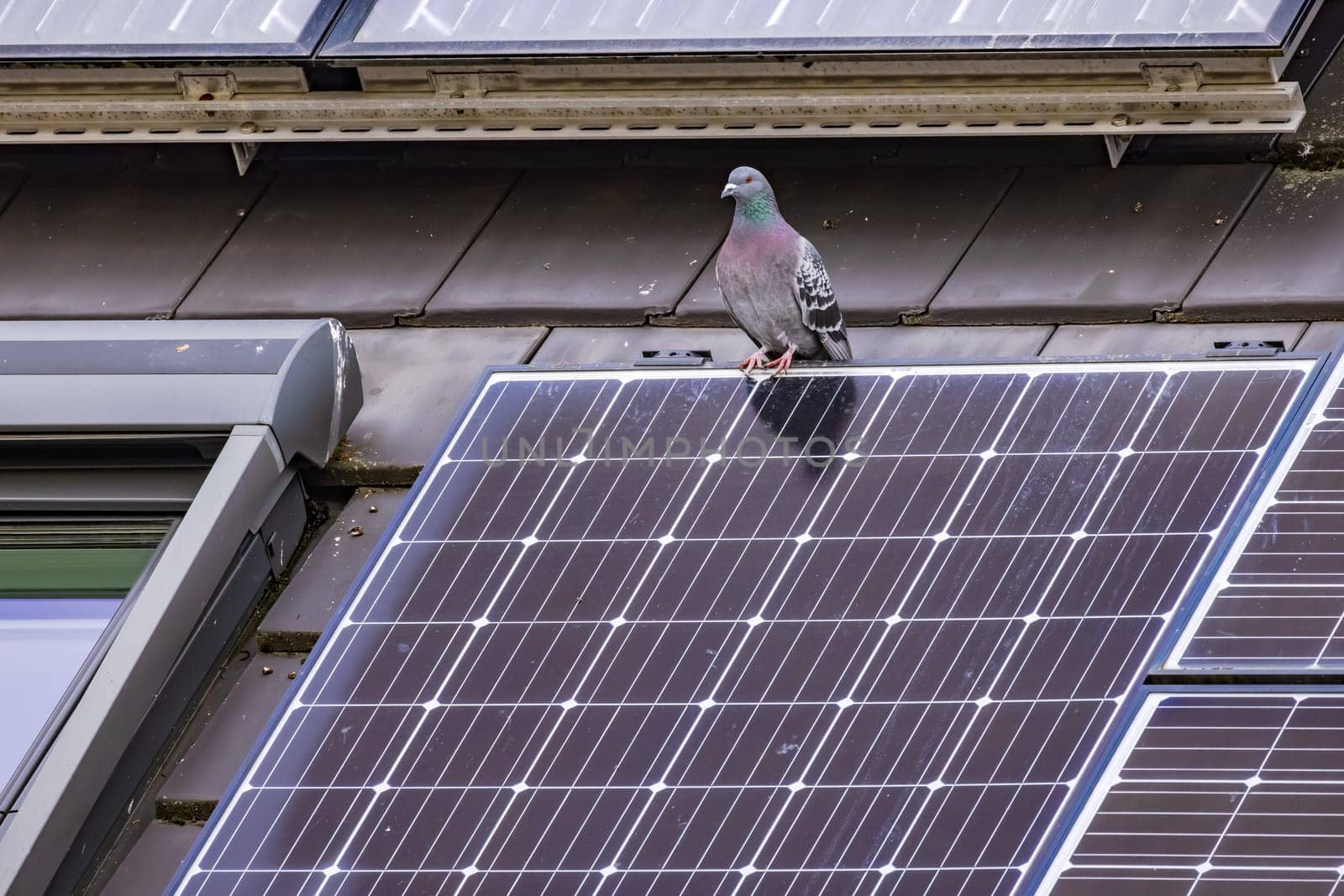 A pigeon on a roof with excrement-stained solar panels and a skylight by astrosoft