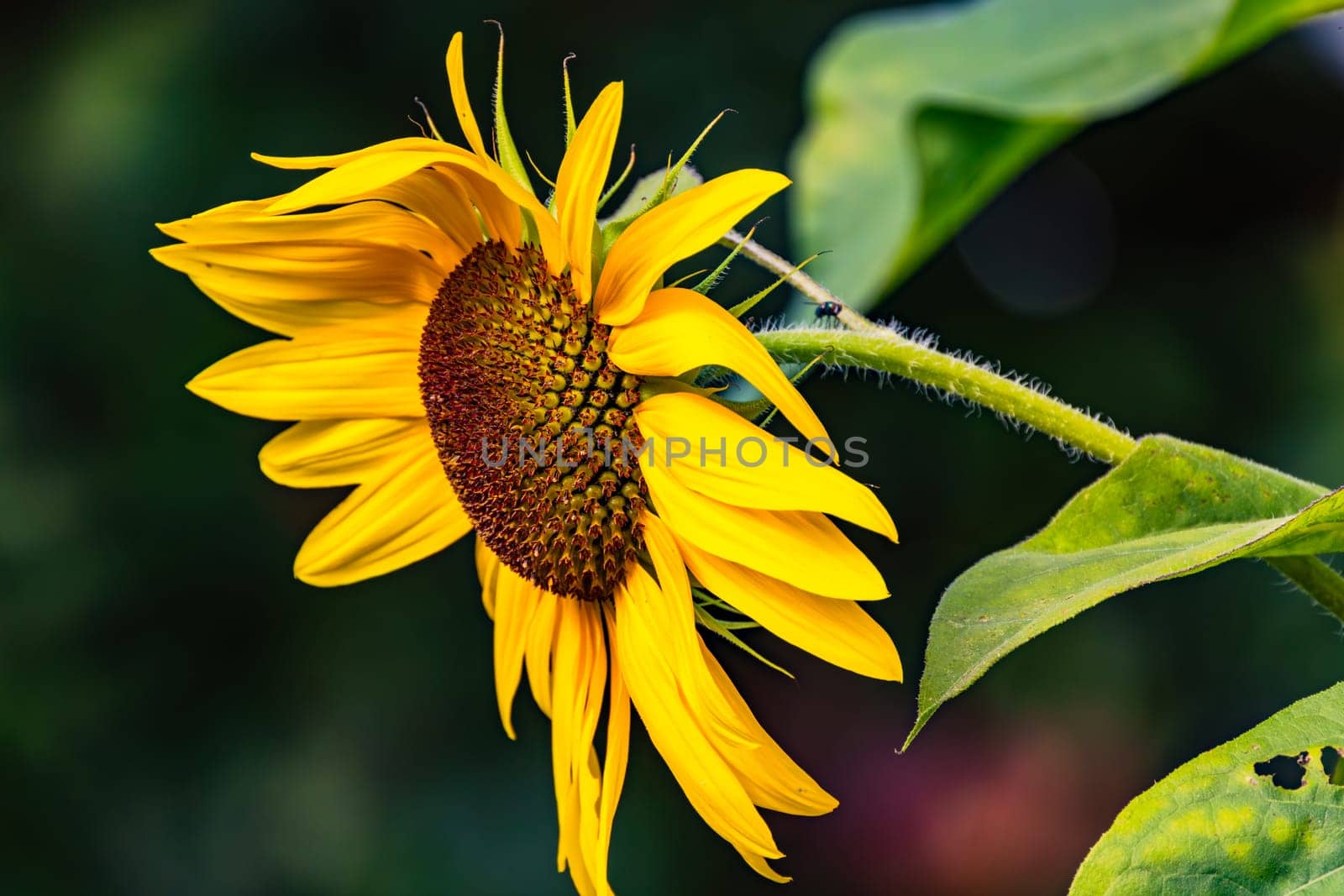 Single yellow sunflower blossom isolated in front of green leaves and nature in the garden, Germany