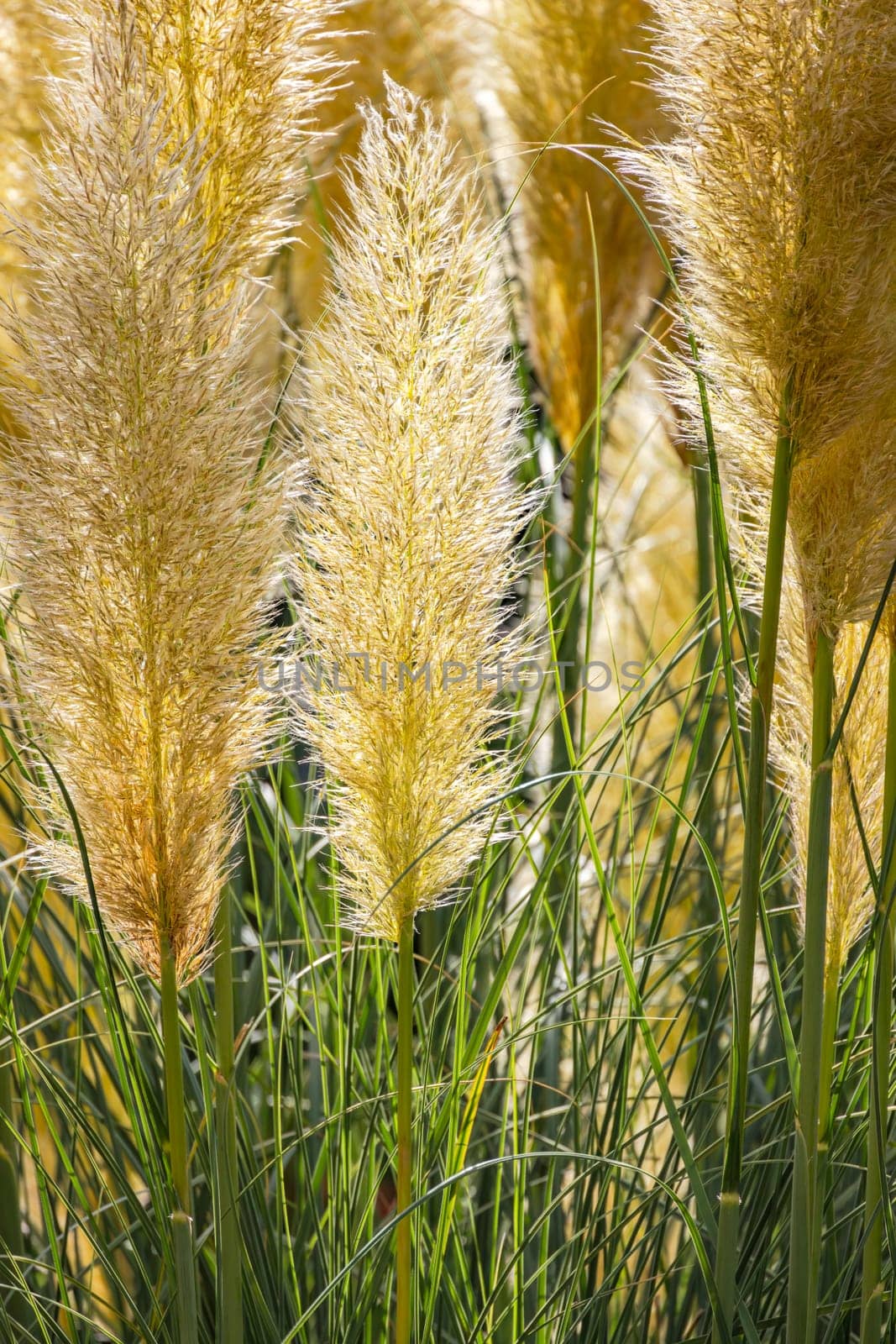 Pampas grass in the garden picturesquely staged against the light by astrosoft