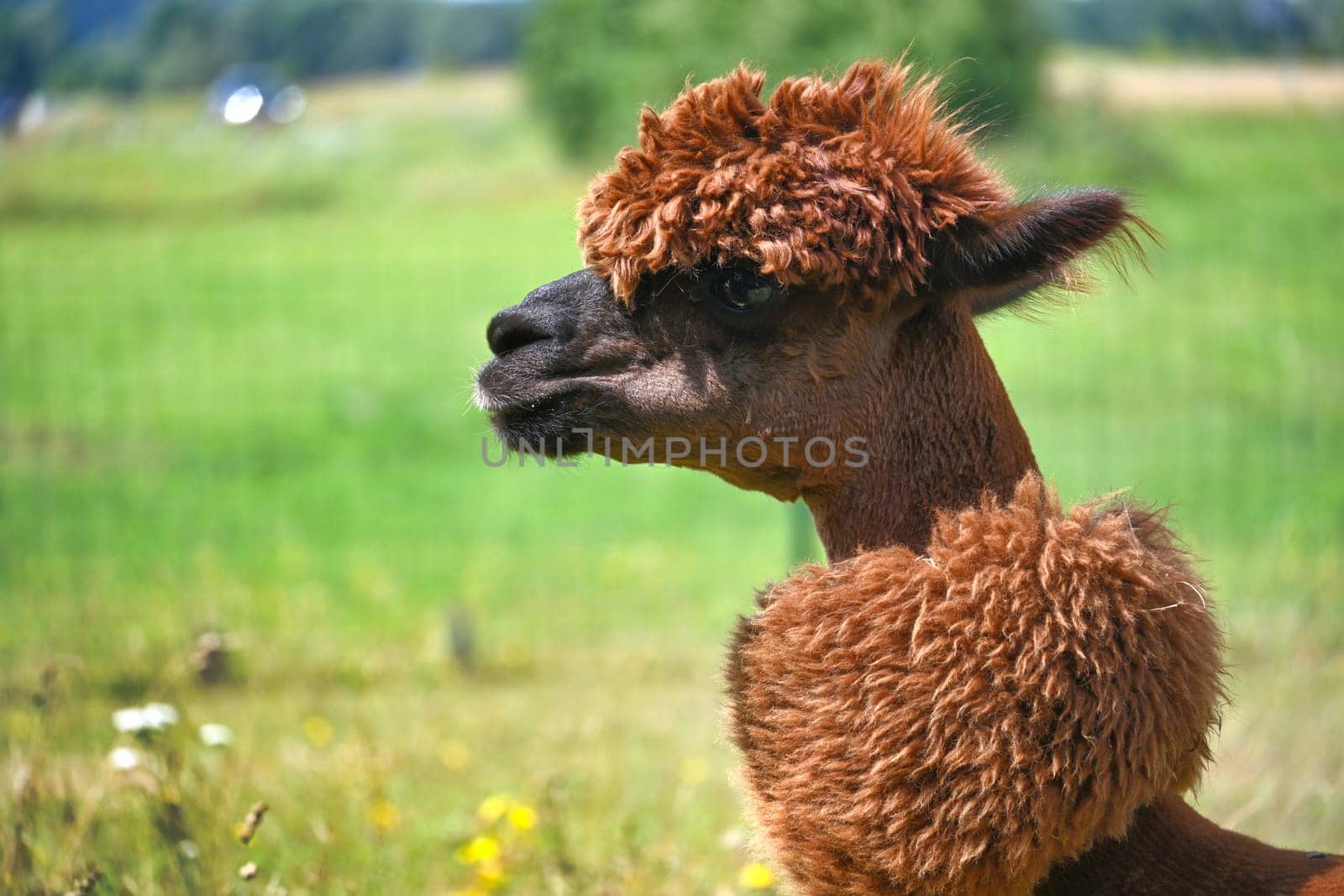 Brown alpaca with a thick, fluffy coat and a pronounced hairstyle stands in a green field