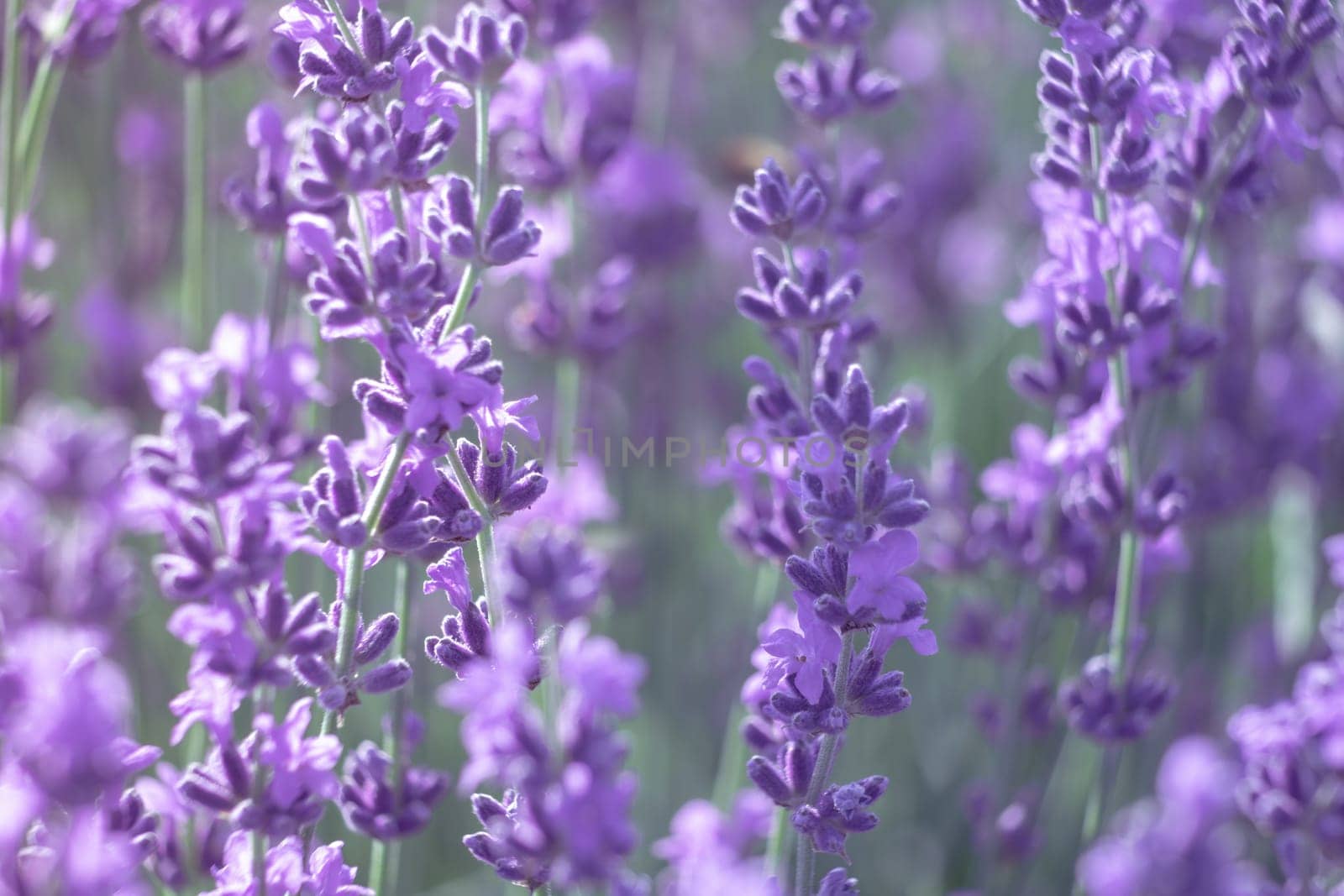 Lavender flower blooming scented fields in endless rows. Selective focus on Bushes of lavender purple aromatic flowers at lavender field. Abstract blur for background.