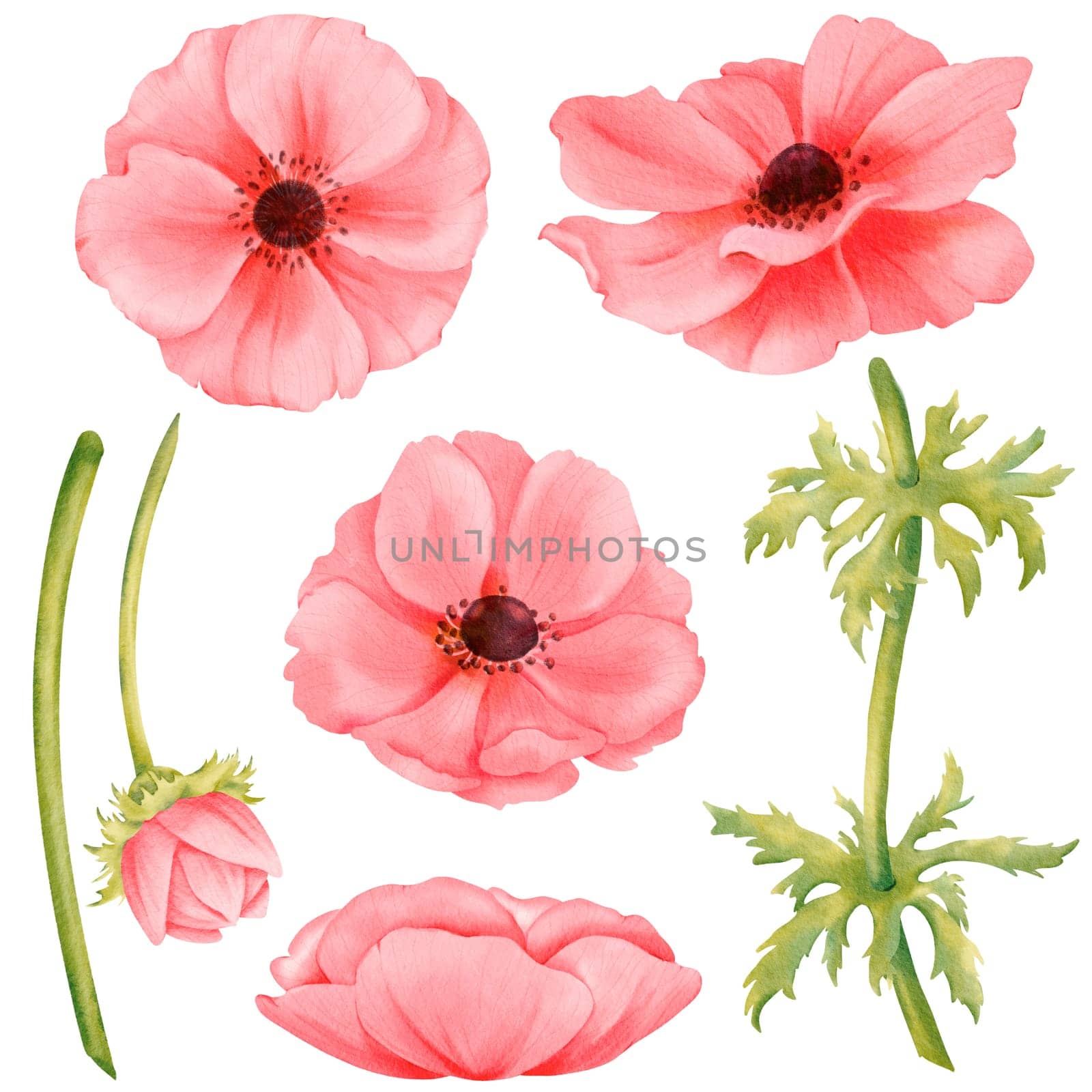 Watercolor flower assortment. Pink anemone construction kit. blossoms, bud, stems, and foliage. for greeting card designs, web layouts, printed materials, wallpapers, gift wrapping and accessories by Art_Mari_Ka