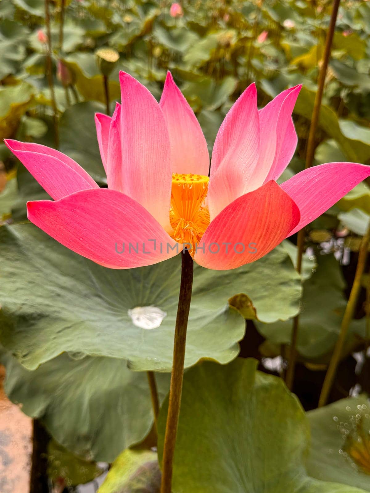 bright blooming pink water lotus flower growing among lush green leaves on calm pond, beautiful nature