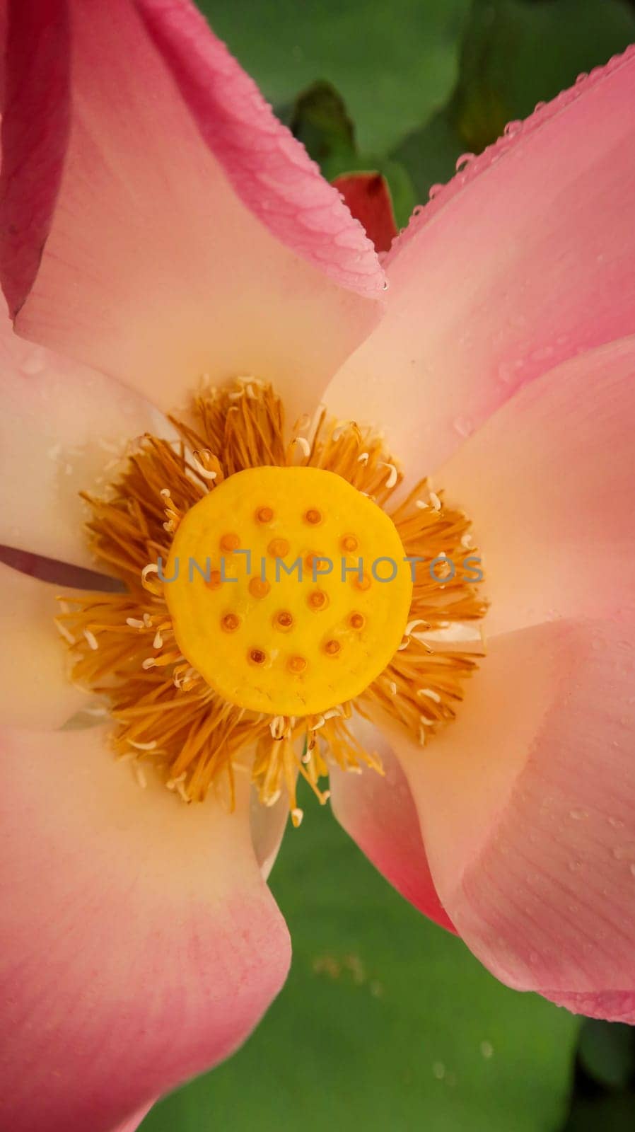 bright blooming pink water lotus flower growing among lush green leaves on calm pond by antoksena