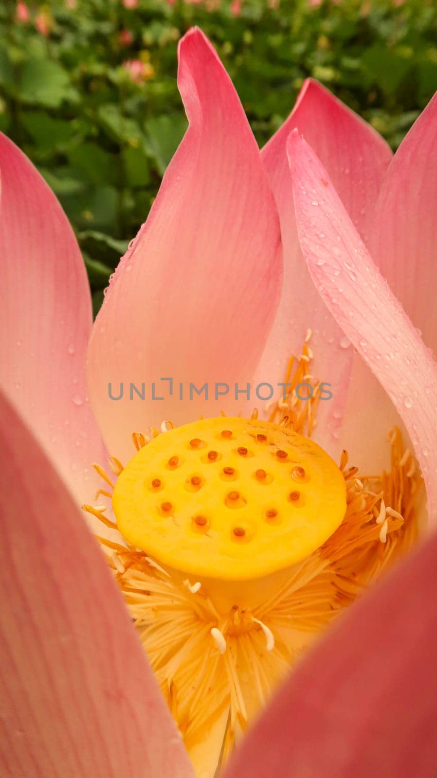 bright blooming pink water lotus flower growing among lush green leaves on calm pond by antoksena