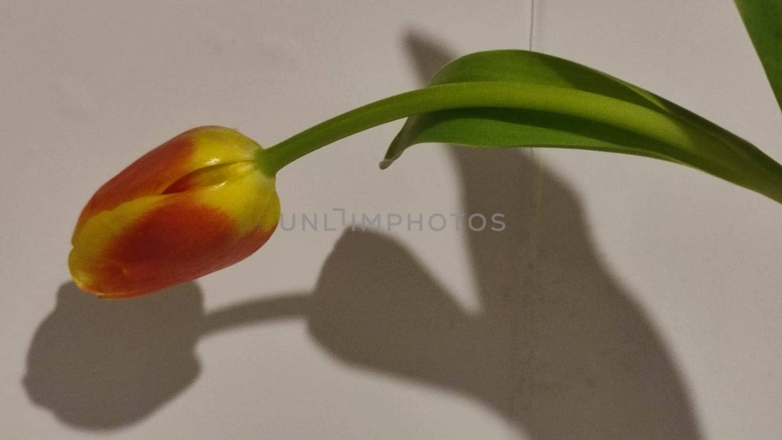 beautiful tulip flower, orange yellow color, green leaves, nature. High quality photo