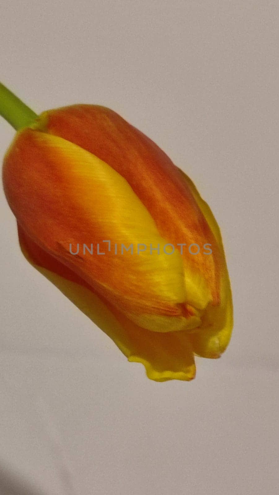 beautiful tulip flower, orange yellow color, green leaves, nature. High quality photo