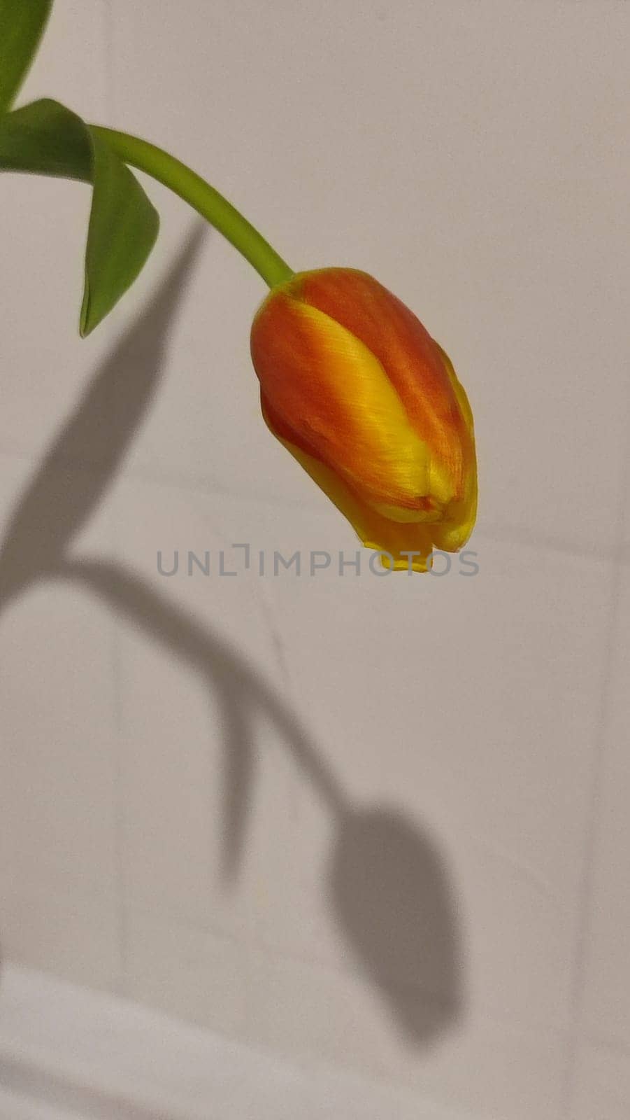 beautiful tulip flower, orange yellow color, green leaves, nature. High quality photo