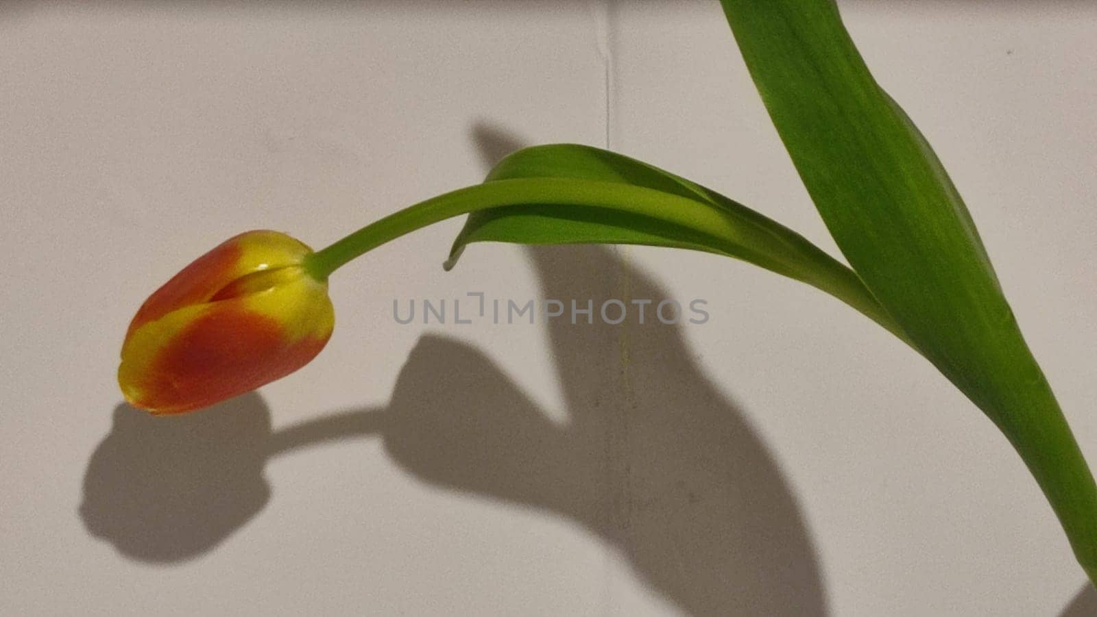beautiful tulip flower, orange yellow color, green leaves, nature by Ply
