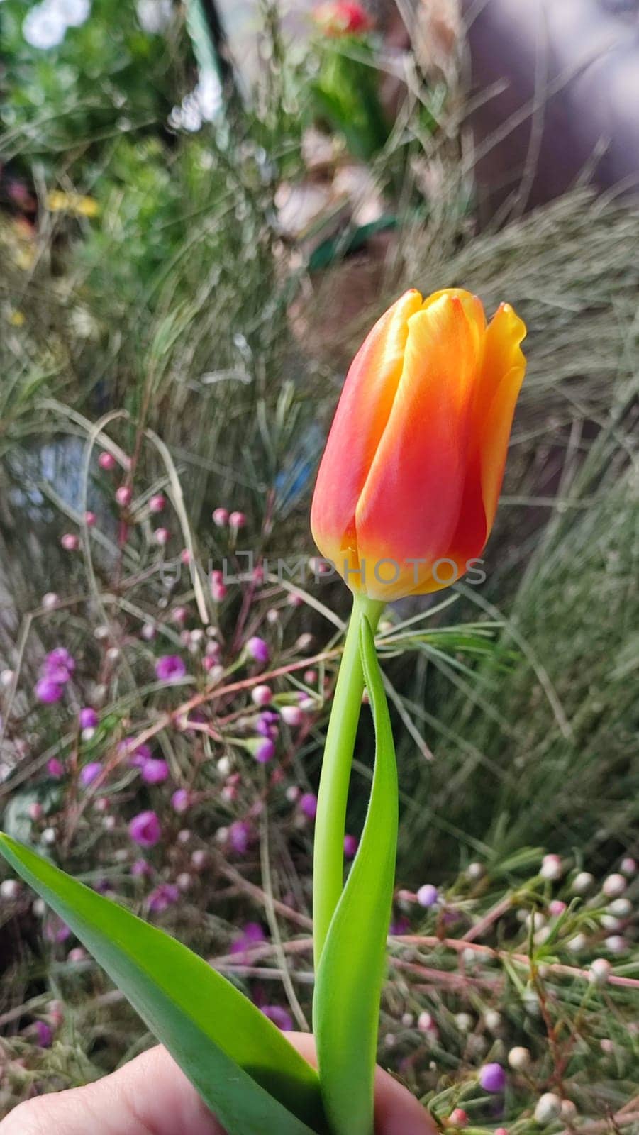 beautiful tulip flower, orange yellow color, green leaves, nature by Ply