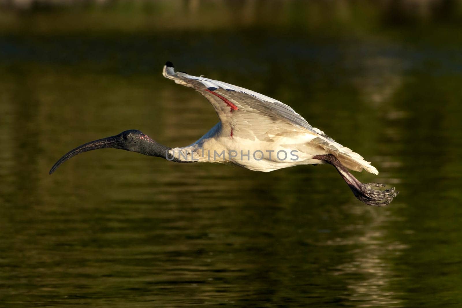 Sacred white ibis in flight over water with red under wings by StefanMal