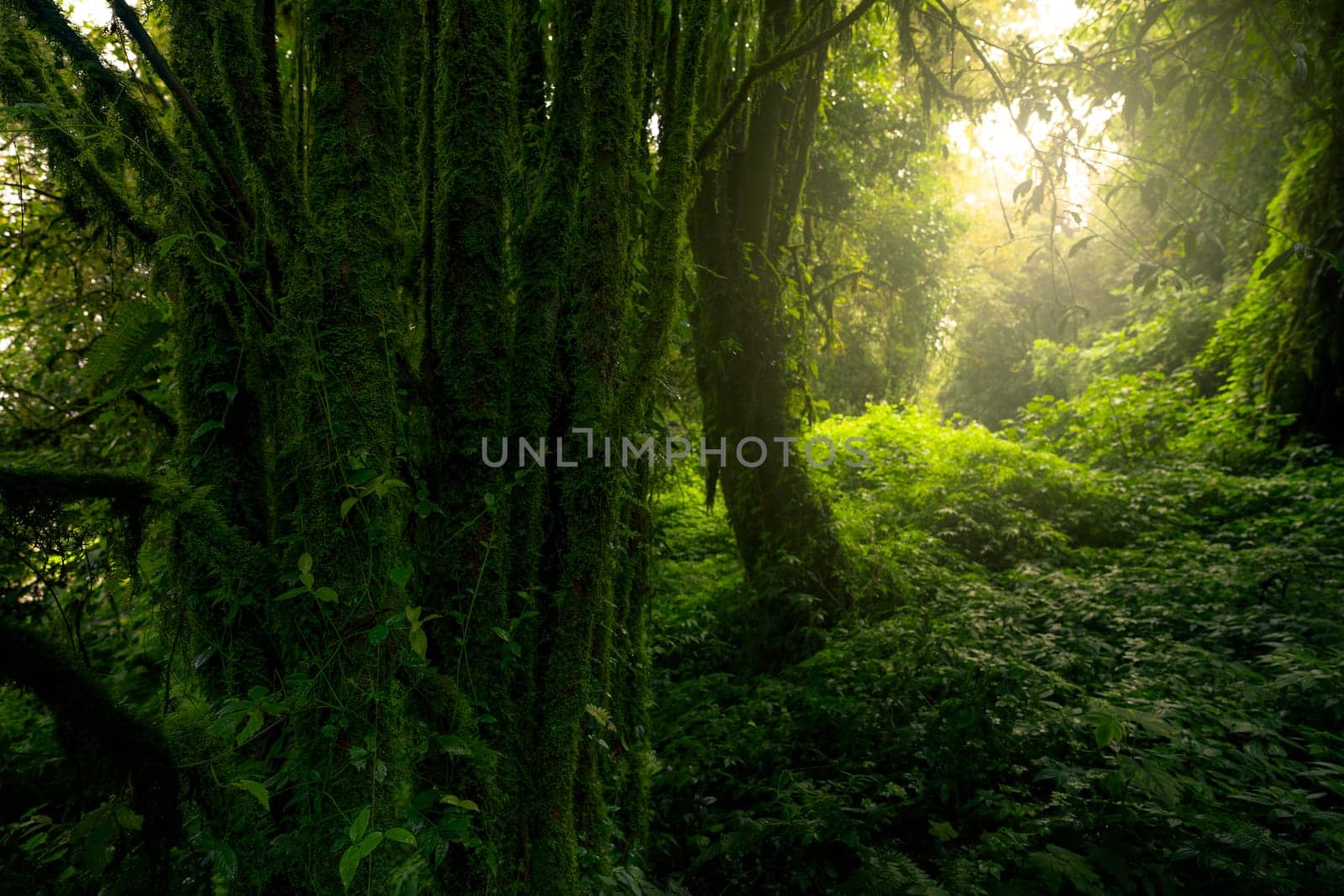 Dense dark green trees forest with moss on tree trunk. Forest ecosystem. Biodiversity of forest. Green trees capture CO2. Green forest background for carbon neutrality. Sustainable green environment. by Fahroni