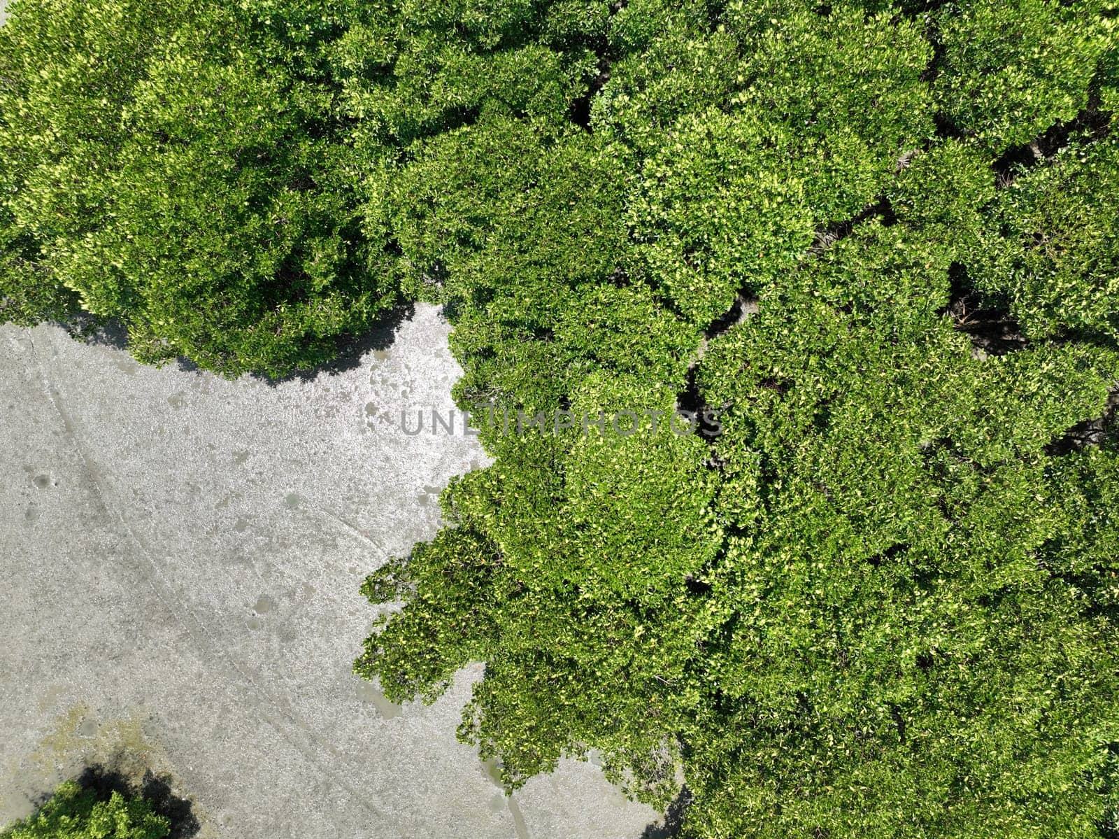 Green mangrove forest with morning sunlight. Mangrove ecosystem. Natural carbon sinks. Mangroves capture CO2 from the atmosphere. Blue carbon ecosystems. Mangroves absorb carbon dioxide emissions. by Fahroni