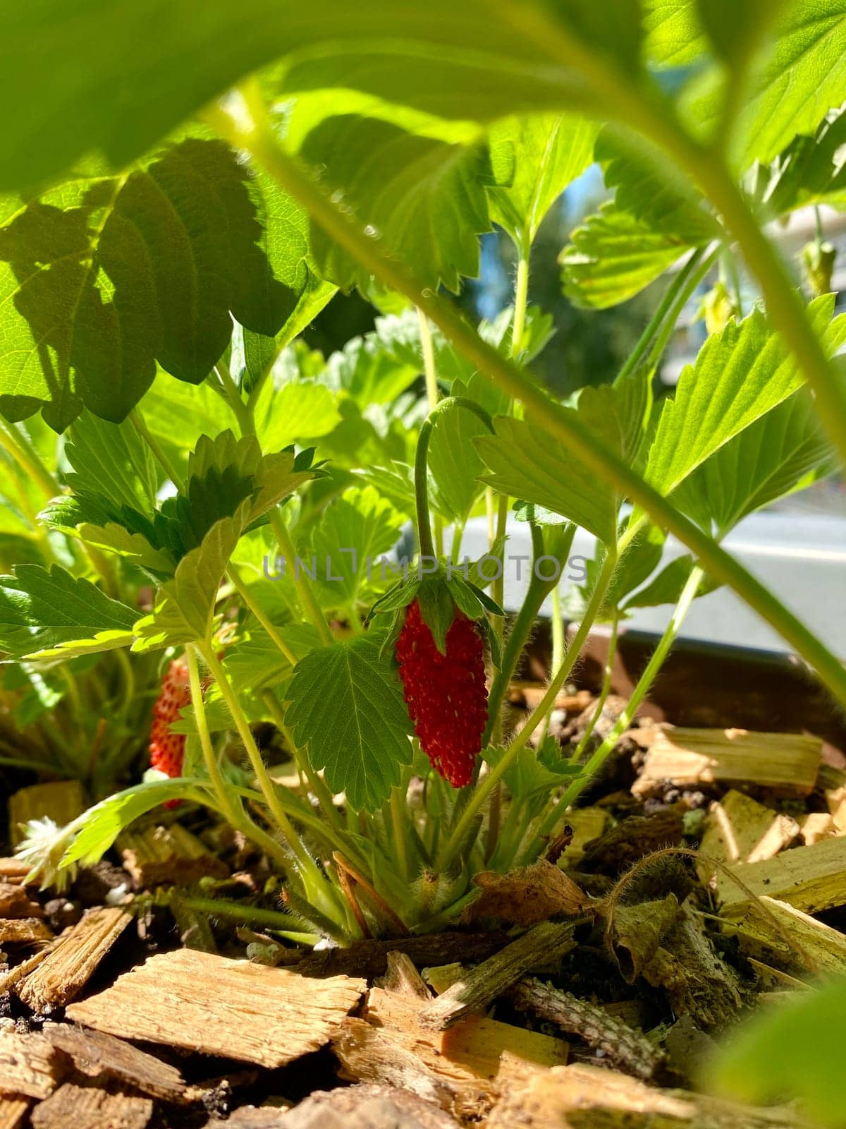 Wild strawberry Fragaria Vesca growing on a strawberry plantation. High quality photo