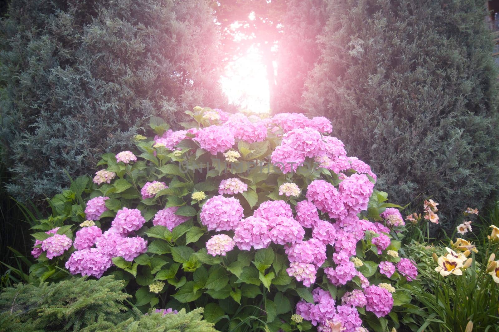 hydrangea bush in the sun , blooming gardens
