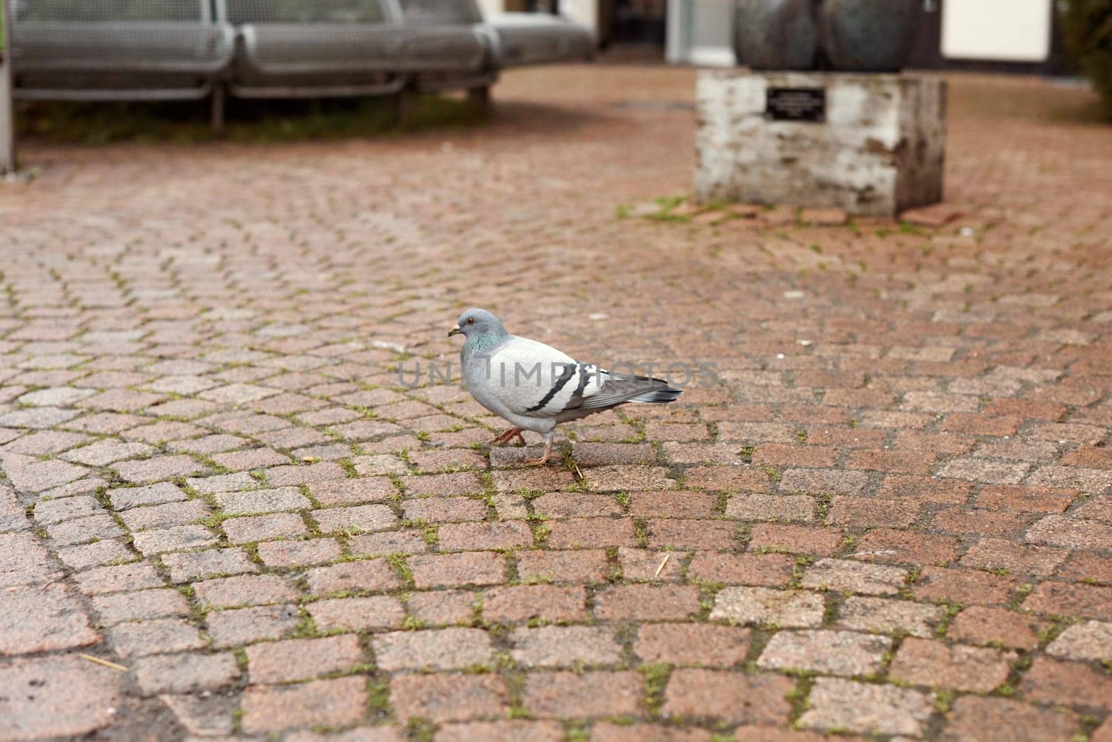 Urban Pigeon on Pavement Walkway. Witness the simplicity of urban life with this image capturing a pigeon leisurely strolling along a tiled pavement walkway. The photograph beautifully showcases the graceful movement of the bird on the well-paved path, adding a touch of tranquility to the urban environment.