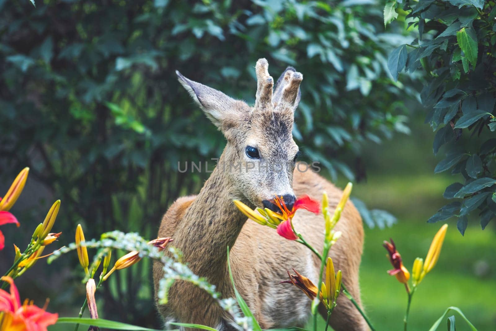 roe deer eats beautiful spring flowers, amazing wildlife