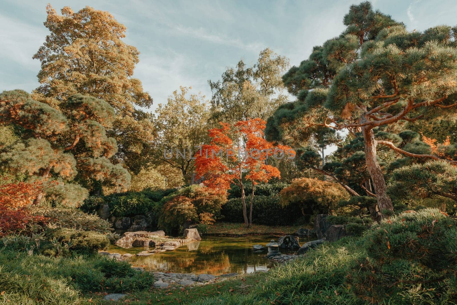 Beautiful Japanese Garden and red trees at autumn seson. A burst of fall color with pond reflections.