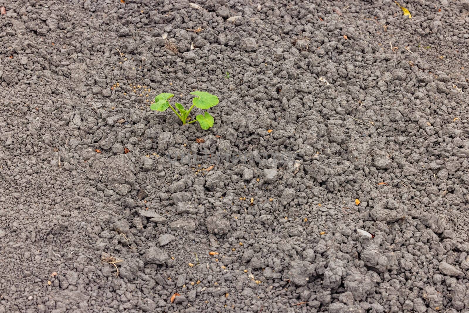 A single green plant in a field marked by drought by astrosoft