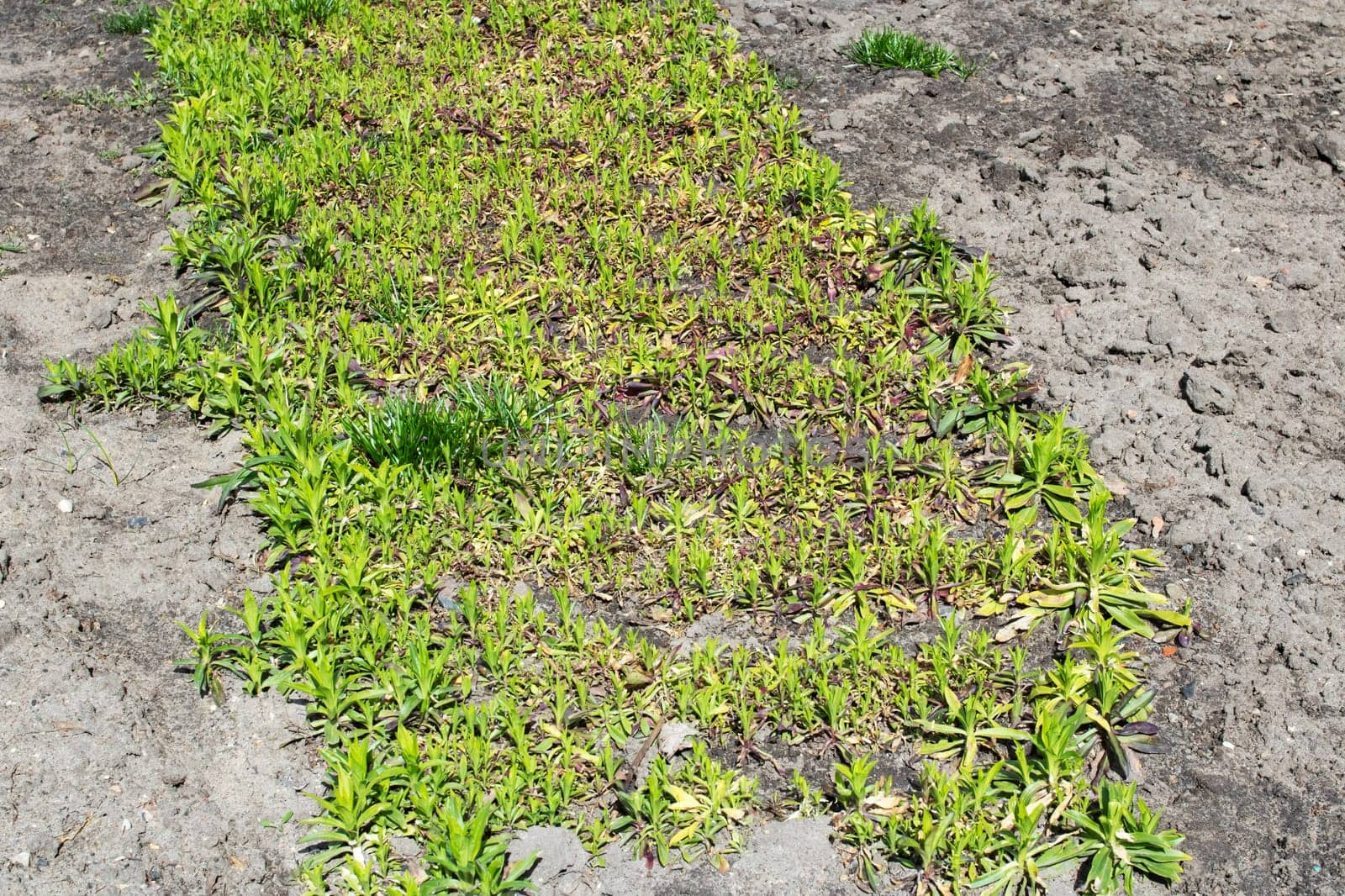 Young green plants on the ground close up