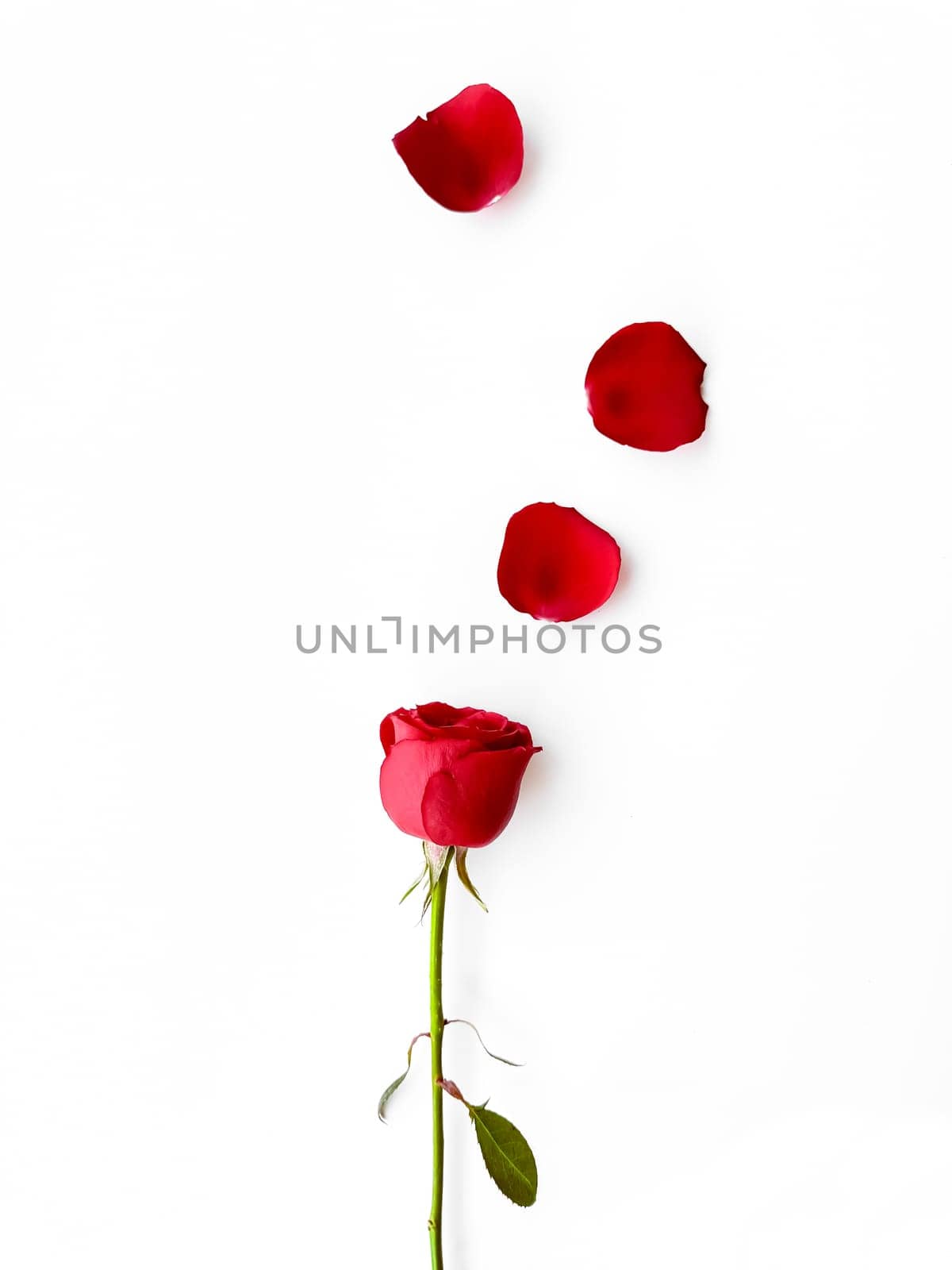 isolated red rose with delicate petals spread on pure white background, embodying timeless romance and elegant simplicity. For romantic greeting cards, wedding invitations, beauty and spa marketing, floral shop advertising, dating app interfaces, and as a symbol of love in various editorial content. . High quality photo