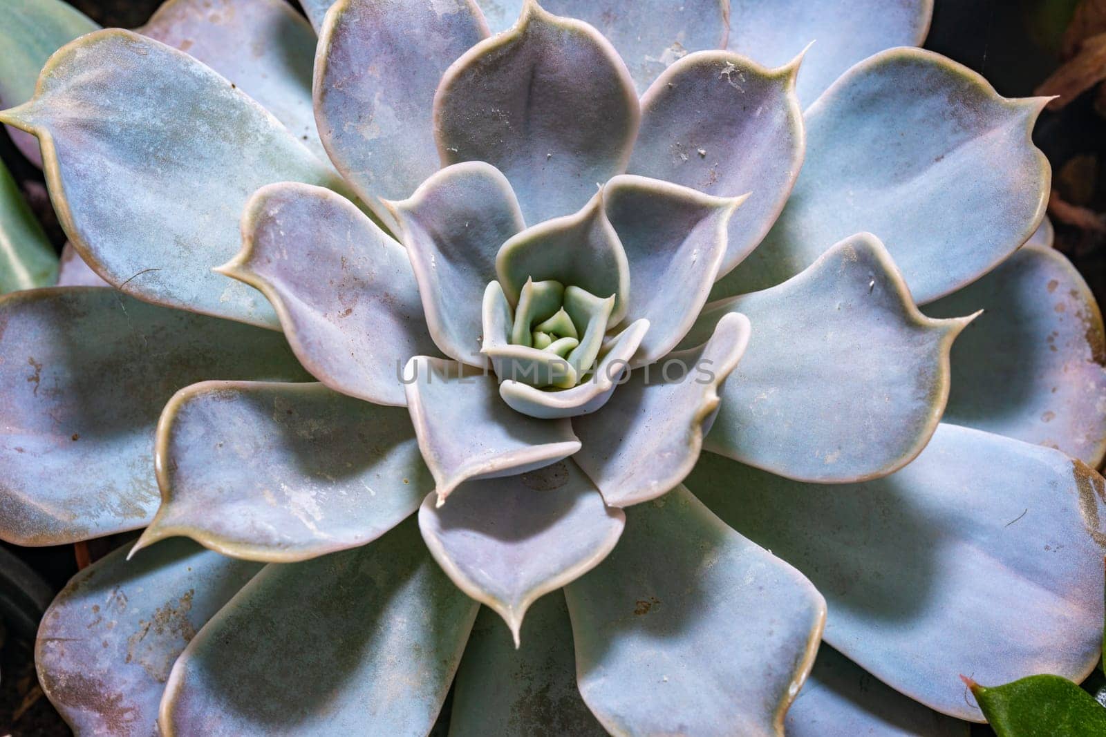 Close-up, succulent leaves of a succulent plant (Echeveria sp.) in a botanical collection