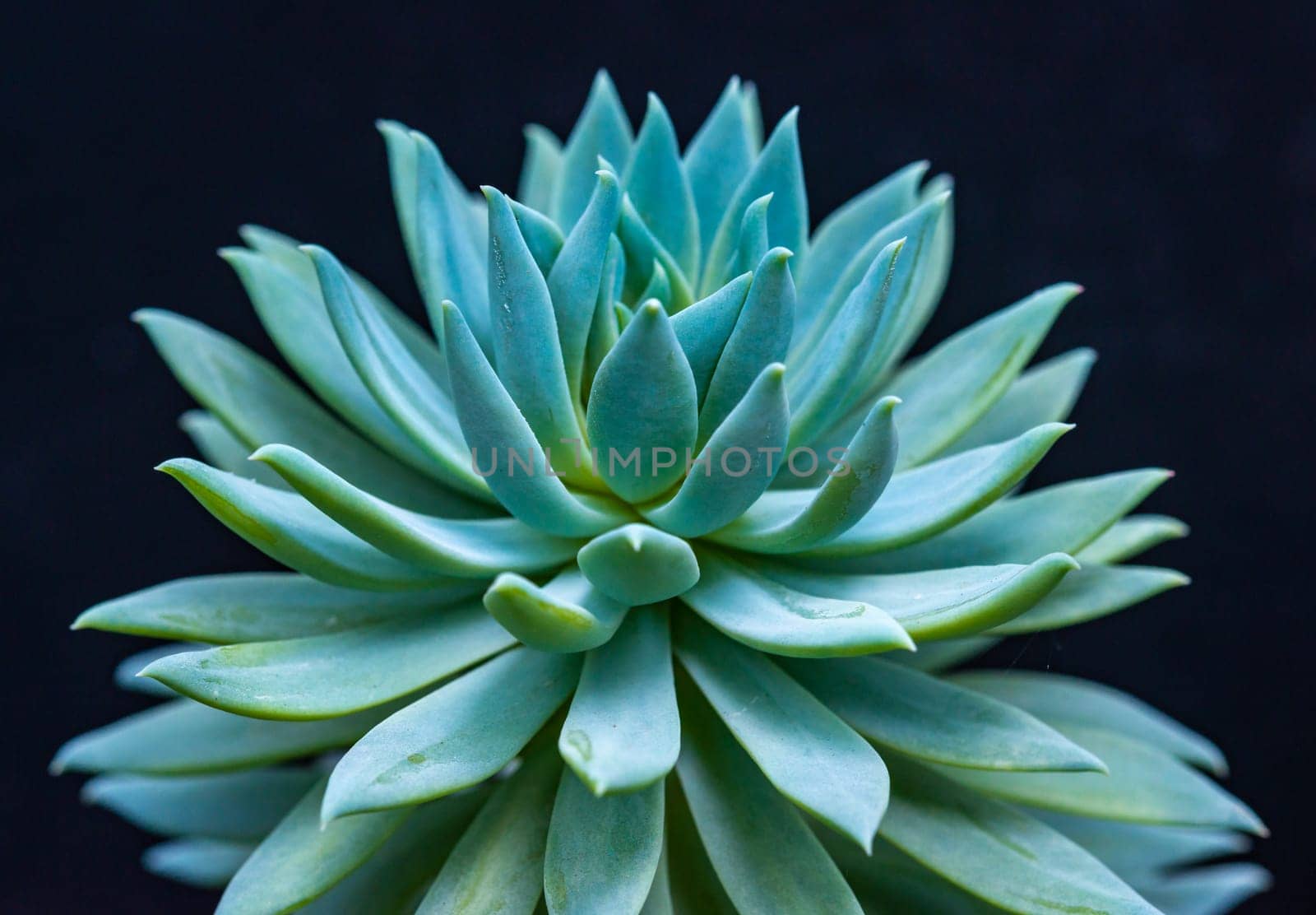 Close-up, succulent leaves of a succulent plant (Echeveria sp., Sedeveria sp.) in a botanical collection