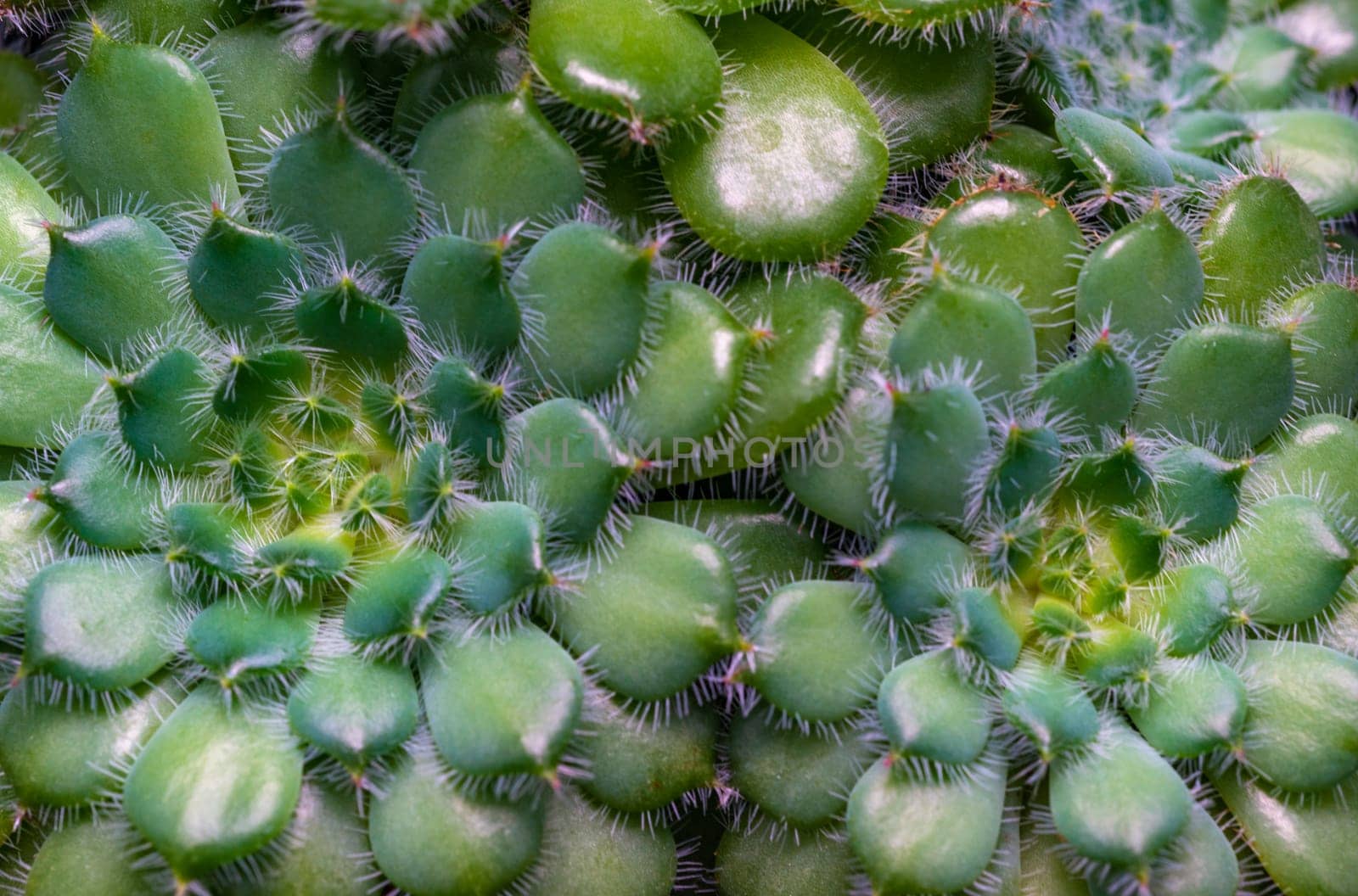 Close-up, succulent leaves of a succulent plant (Echeveria sp.) in a botanical collection by Hydrobiolog