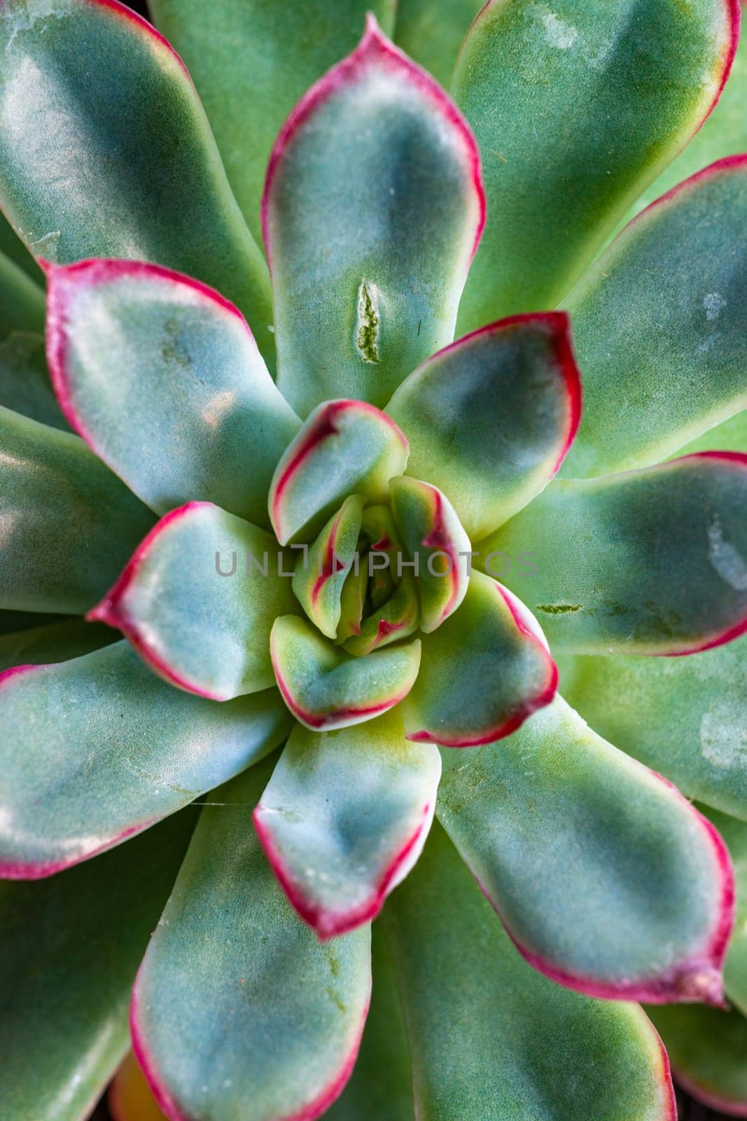 Close-up, succulent leaves of a succulent plant (Echeveria sp.) in a botanical collection by Hydrobiolog