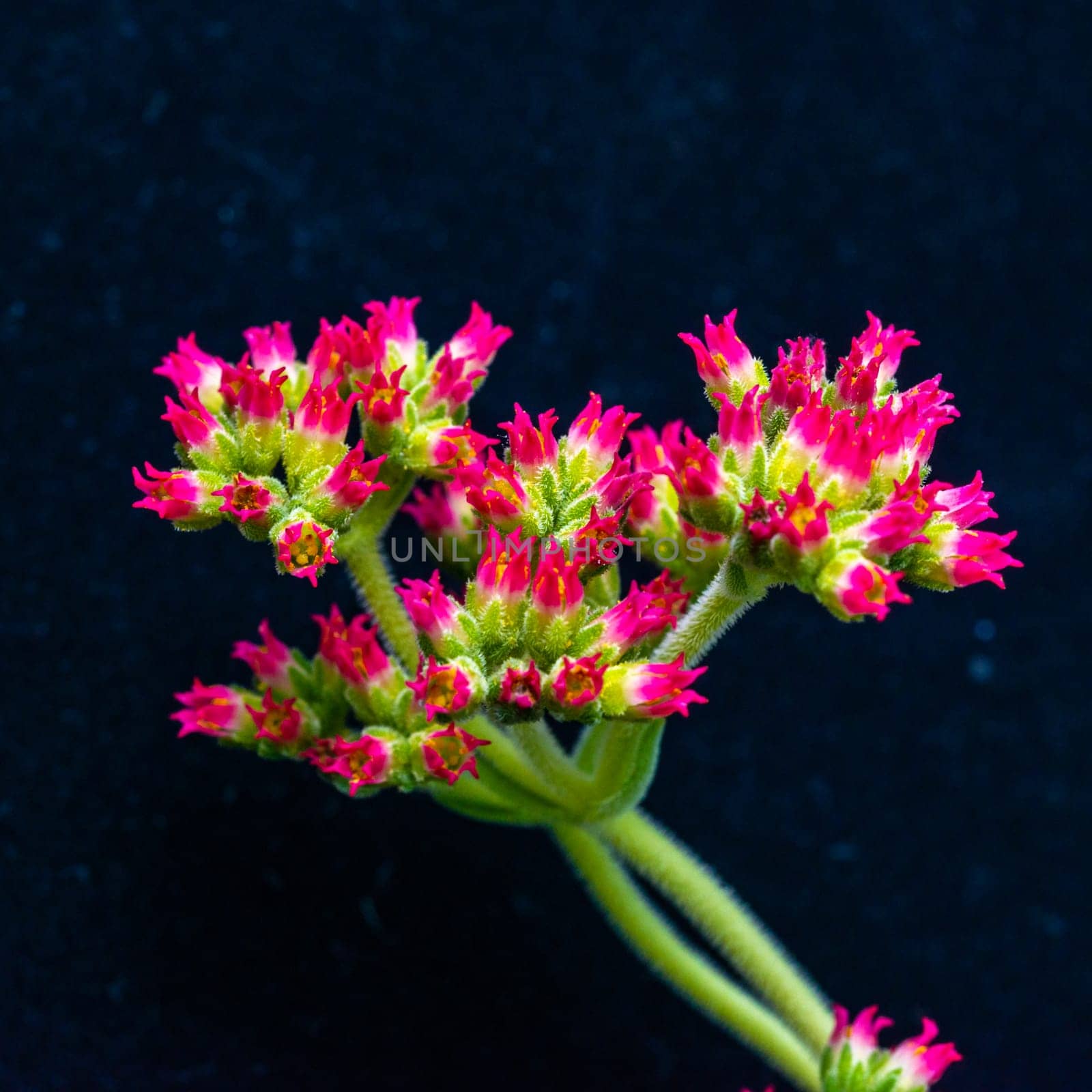 Crassula sp. - inflorescence with red small flowers succulent plant with thick succulent leaves