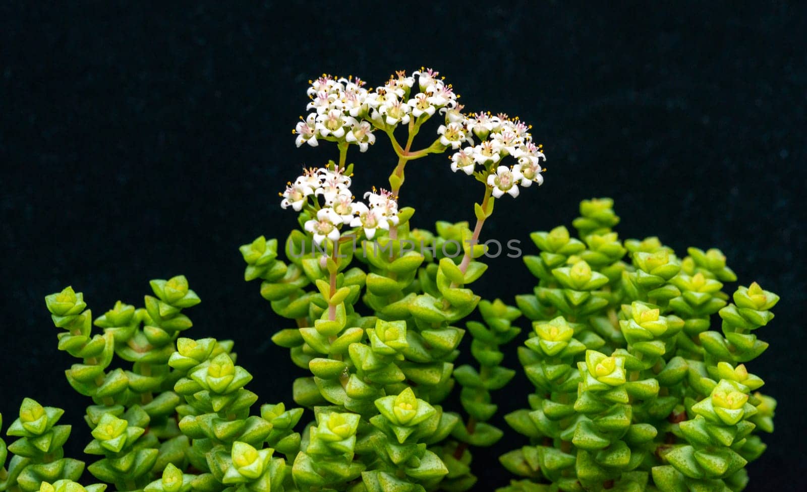 (Crassula rupestris, Crassulaceae) succulent plant with succulent leaves