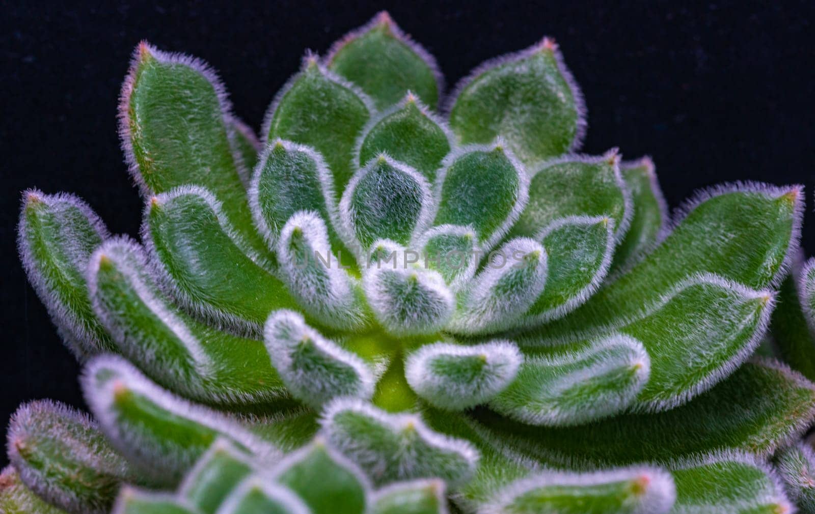 Close-up, succulent leaves of a succulent plant (Echeveria sp.) in a botanical collection