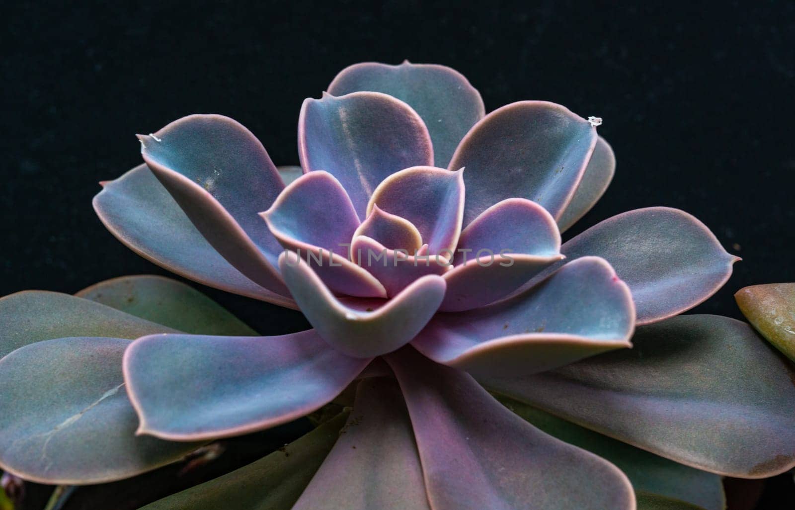 Close-up, succulent leaves of a succulent plant (Echeveria sp.) in a botanical collection