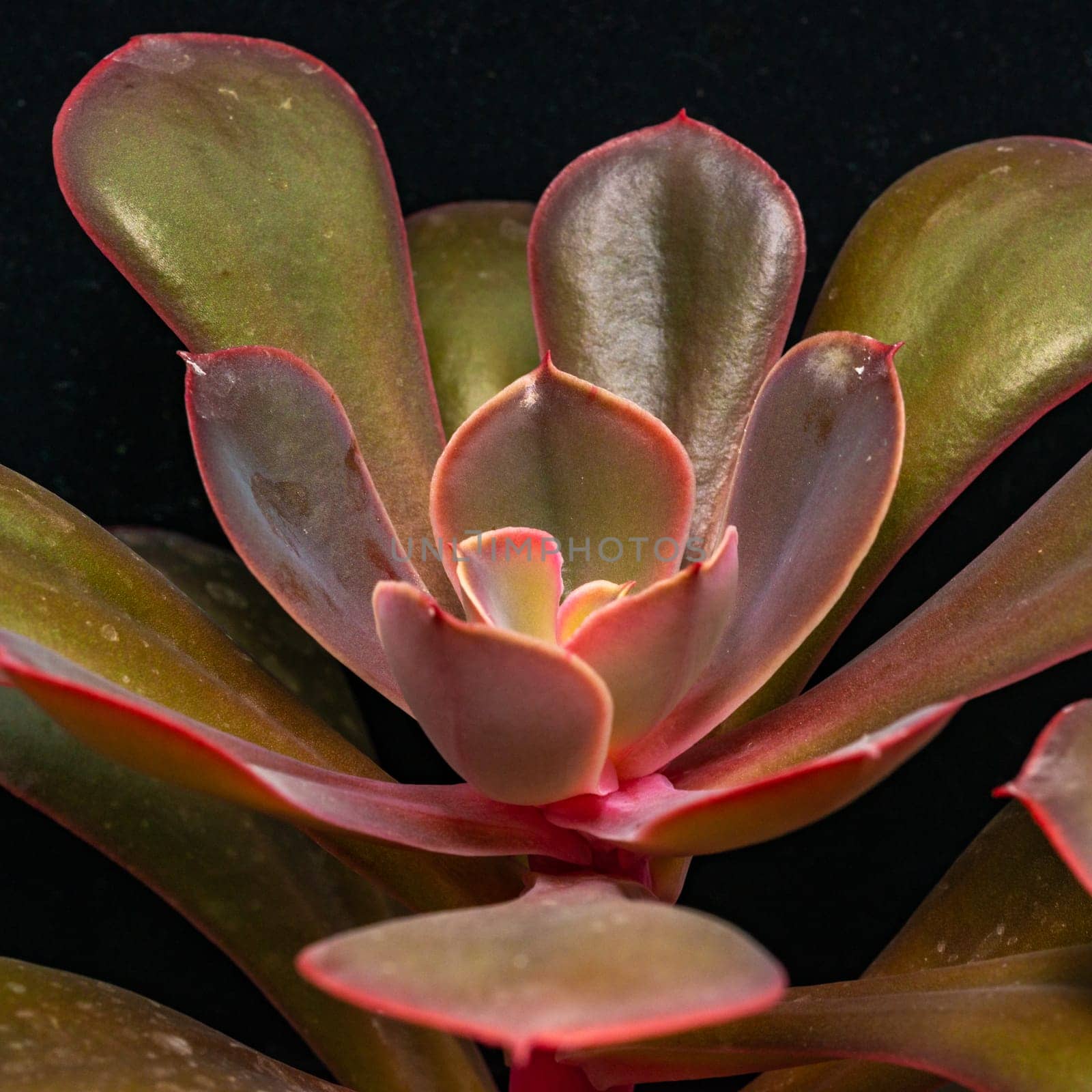 Close-up, succulent leaves of a succulent plant (Echeveria sp.) in a botanical collection by Hydrobiolog