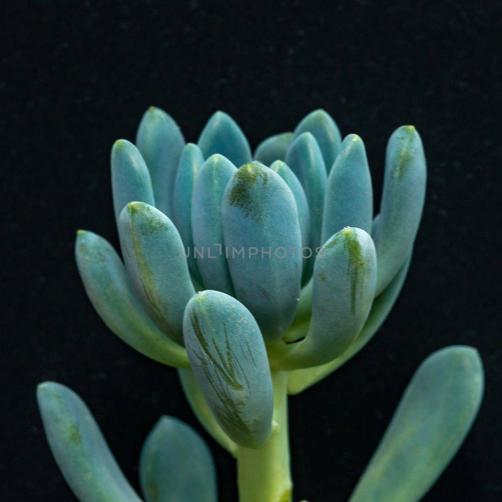 Senecio sp. - succulent plant with thick, succulent leaves that store water by Hydrobiolog