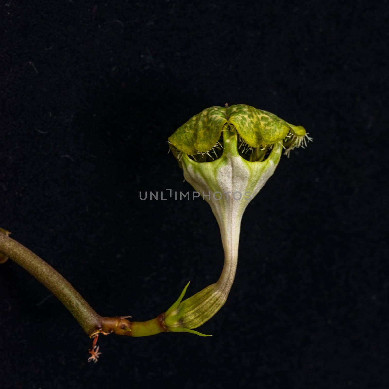 The original flower of the dangling Ceropegia sp. plant in the botanical collection by Hydrobiolog