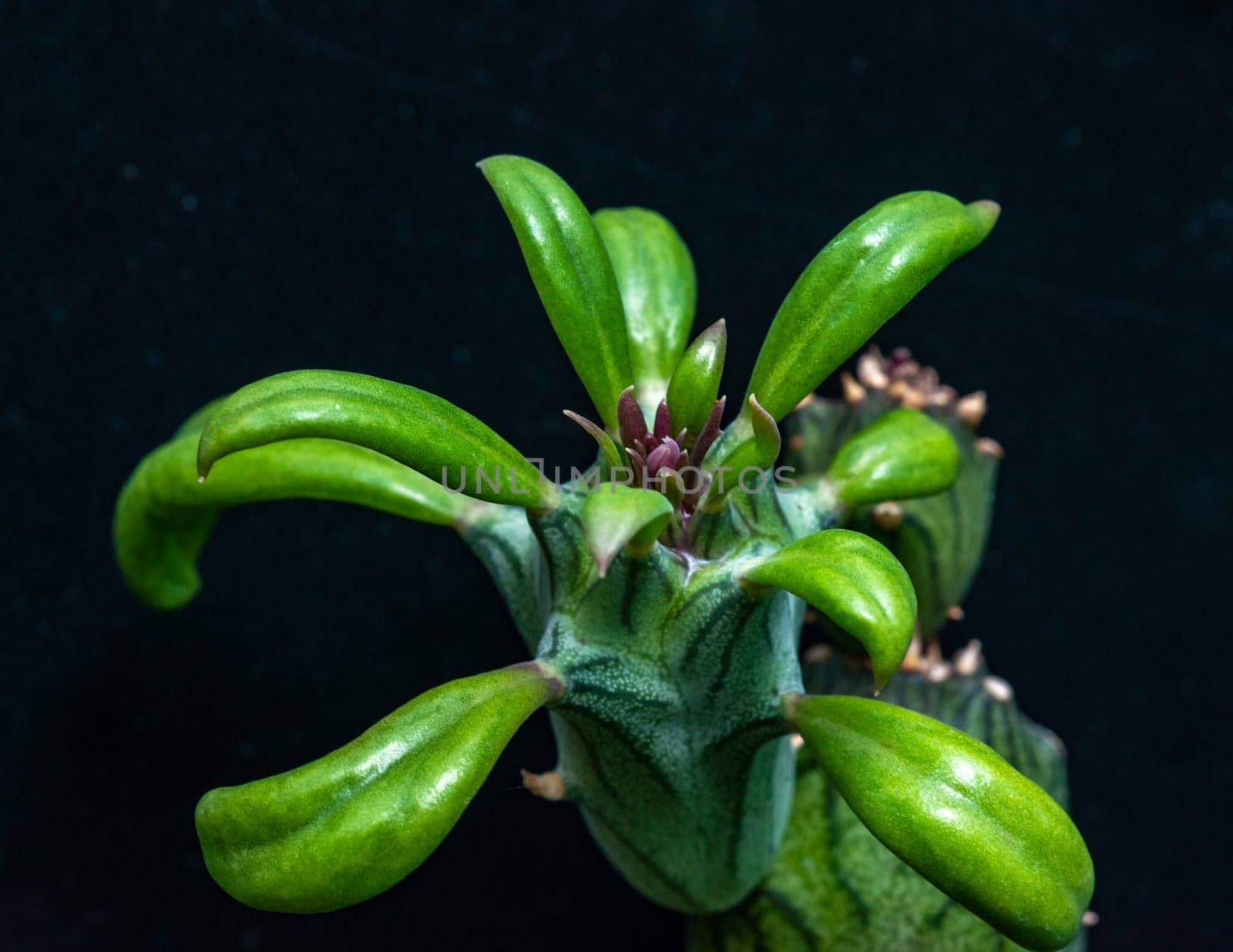 Senecio saginata - succulent plant with thick succulent leaves