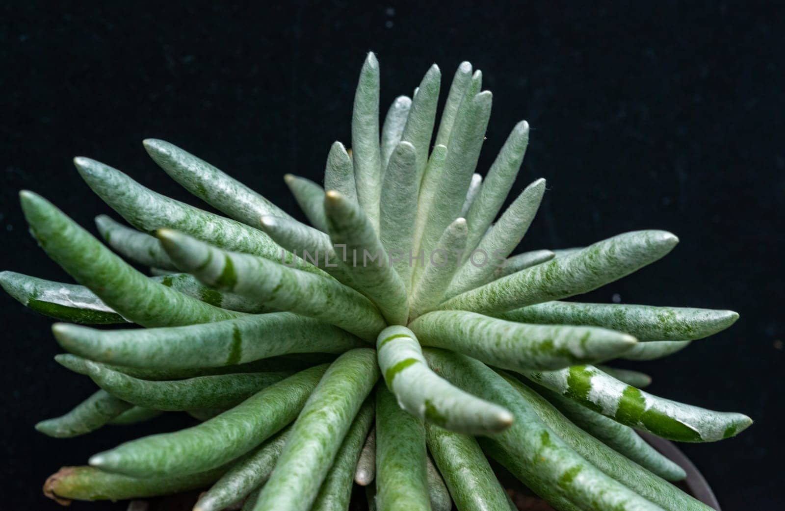 Senecio scaposus - succulent plant with thick succulent leaves by Hydrobiolog