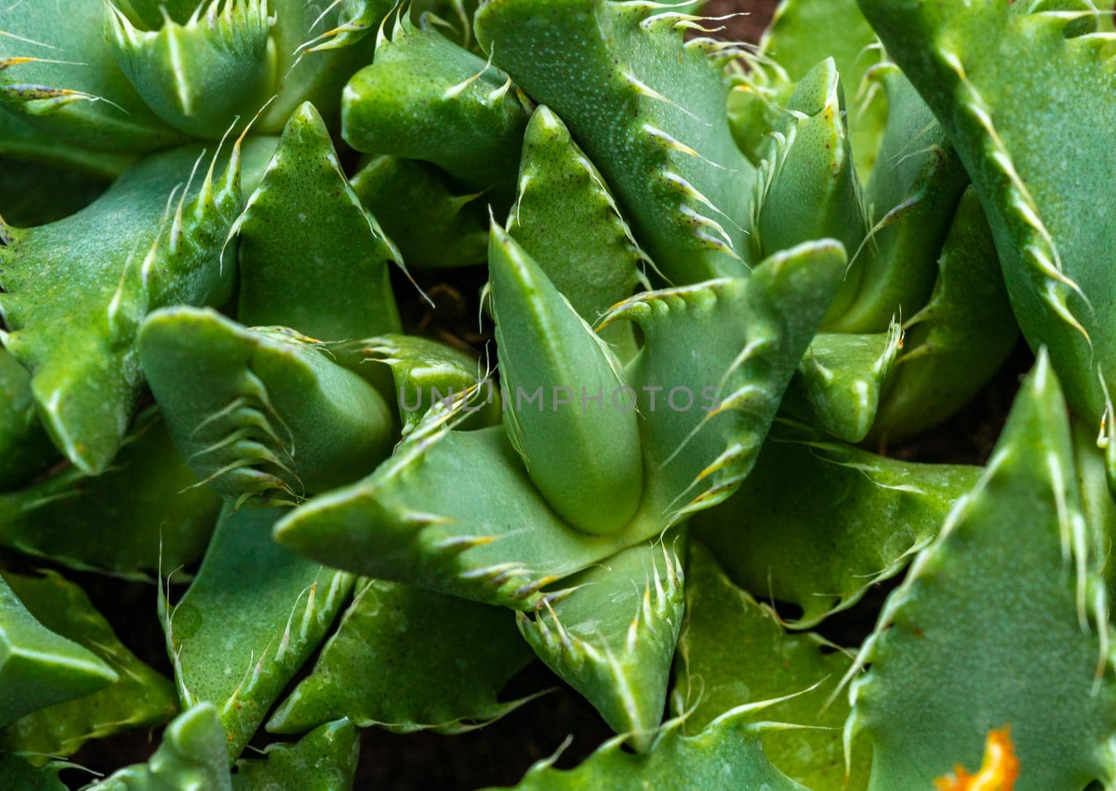 Succulent plant with succulent leaves (Faucaria tigrina) in the botanical collection