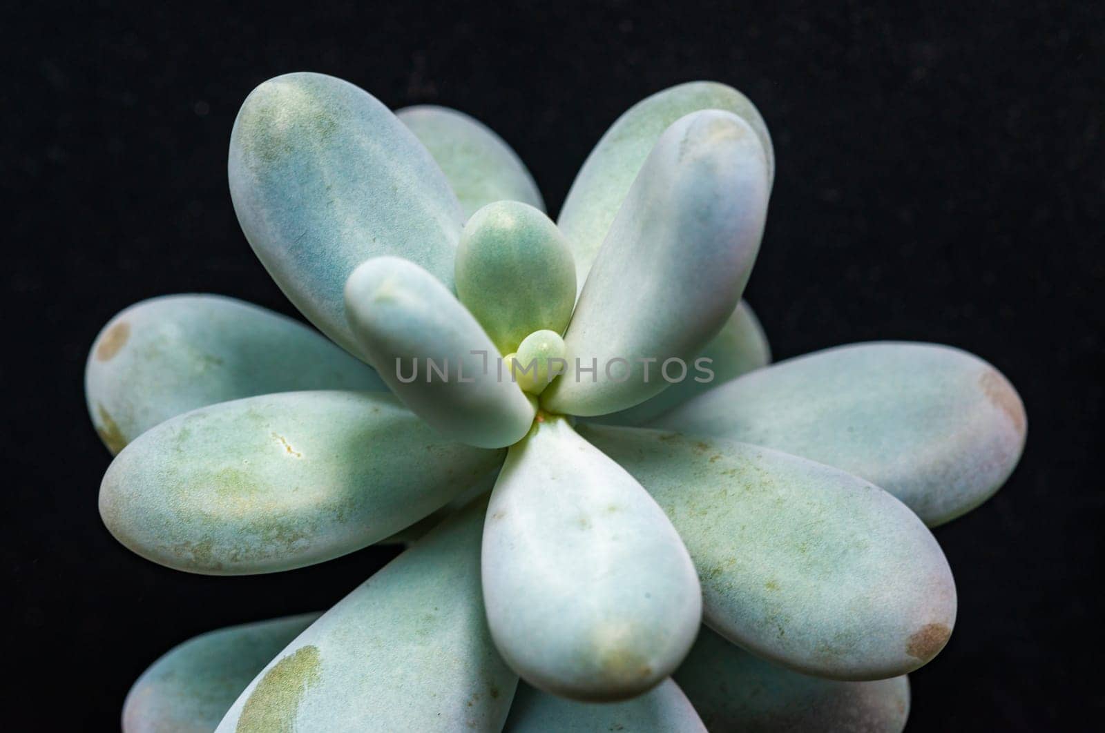 (Pachyphytum sp., 	Crassulaceae), fleshy succulent plant with thick rounded leaves from the collection by Hydrobiolog