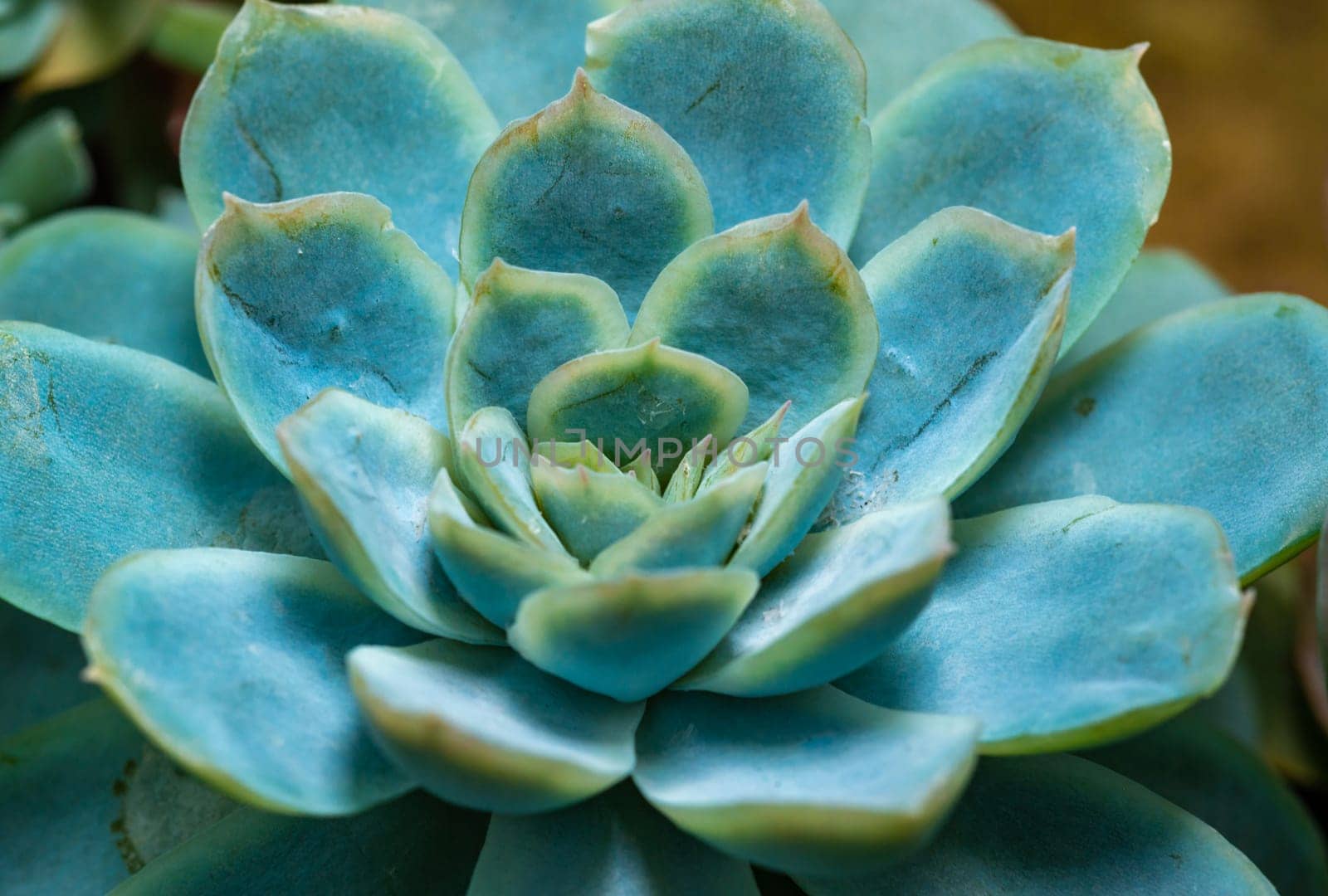 Close-up, succulent leaves of a succulent plant (Echeveria sp.) in a botanical collection
