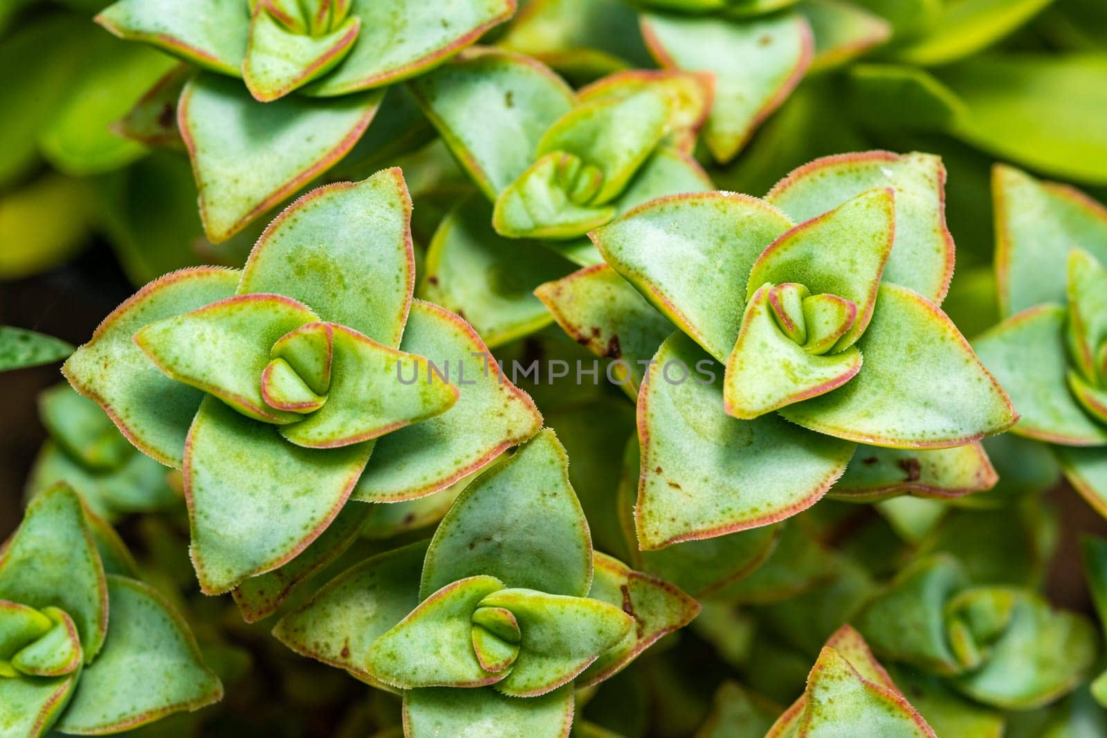 (Crassula perforata, Crassulaceae) succulent plant with succulent leaves 