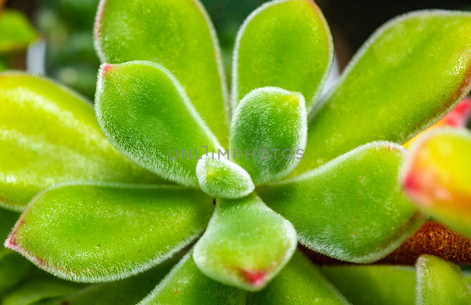 Close-up, succulent leaves of a succulent plant (Echeveria sp.) in a botanical collection