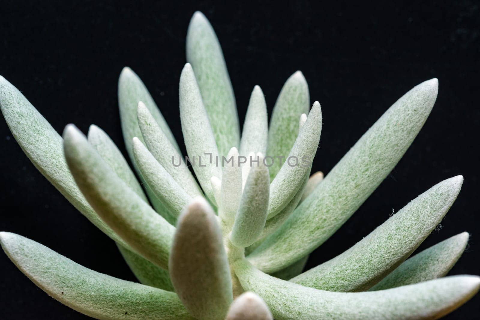 Senecio scaposus - succulent plant with thick succulent leaves
