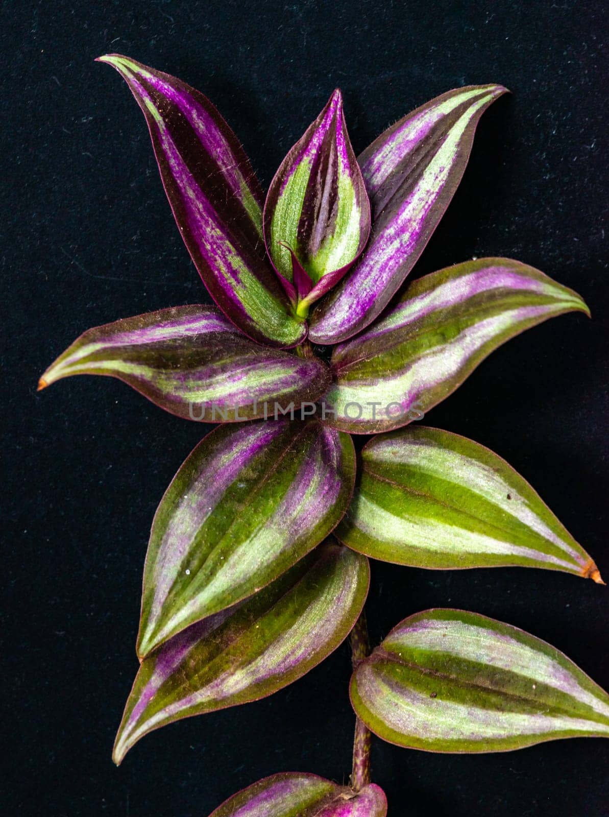 Silver inch plant Tradescantia zebrina - sprig of plant with striped leaves  by Hydrobiolog