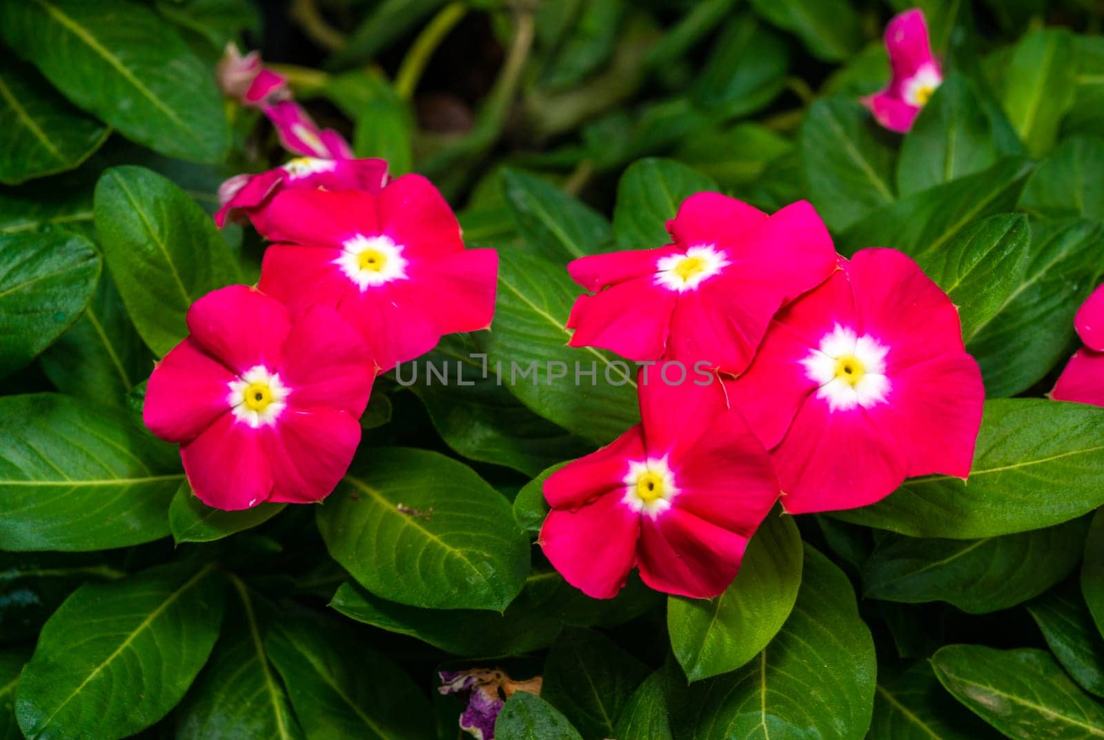 Catharanthus roseus - close-up of flowers of a plant with red petals