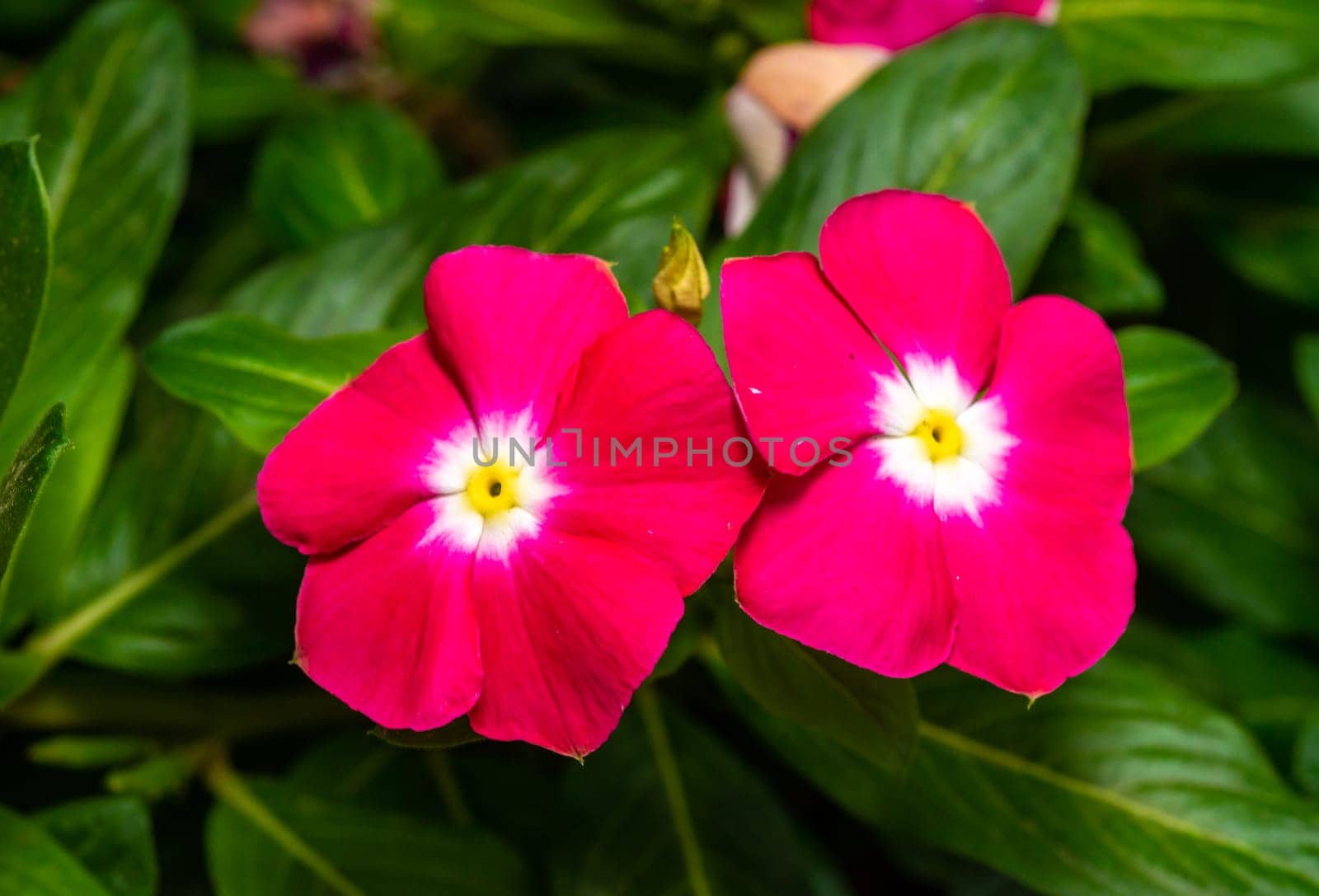 Catharanthus roseus - close-up of flowers of a plant with red petals